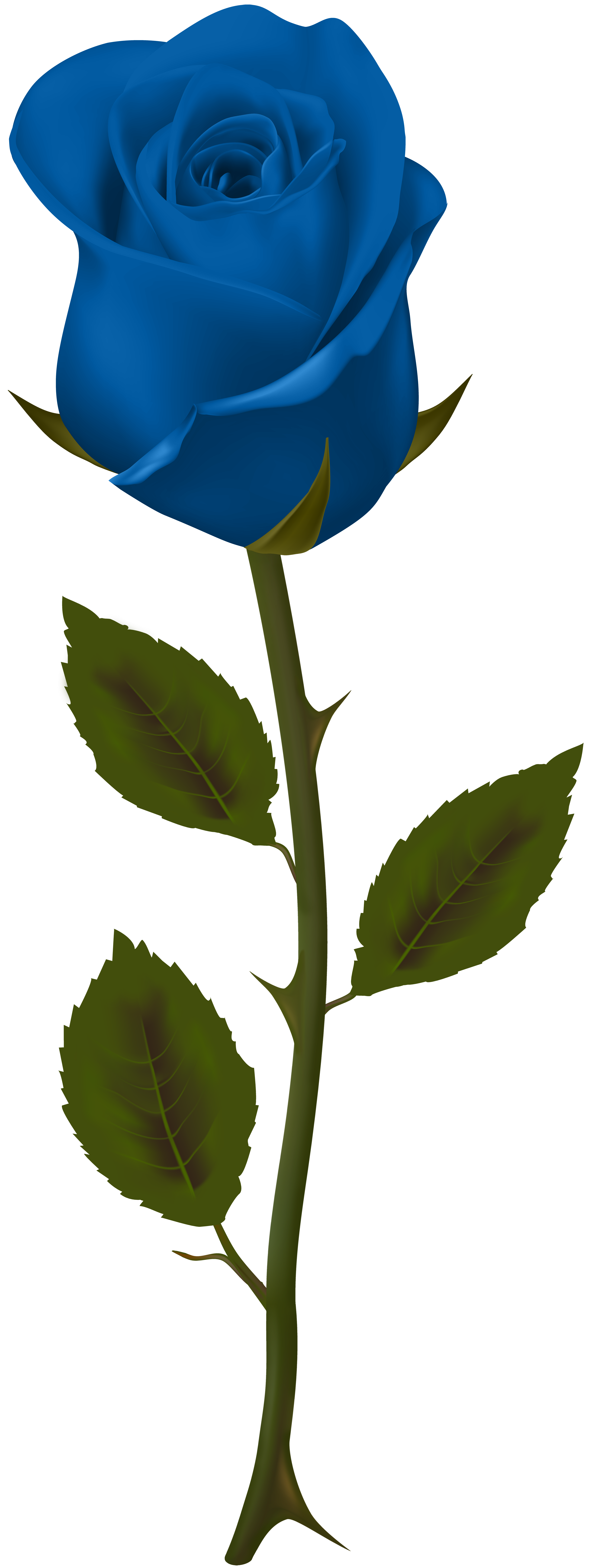 Blue Rose Transparent PNG Clip Art | Gallery Yopriceville - High