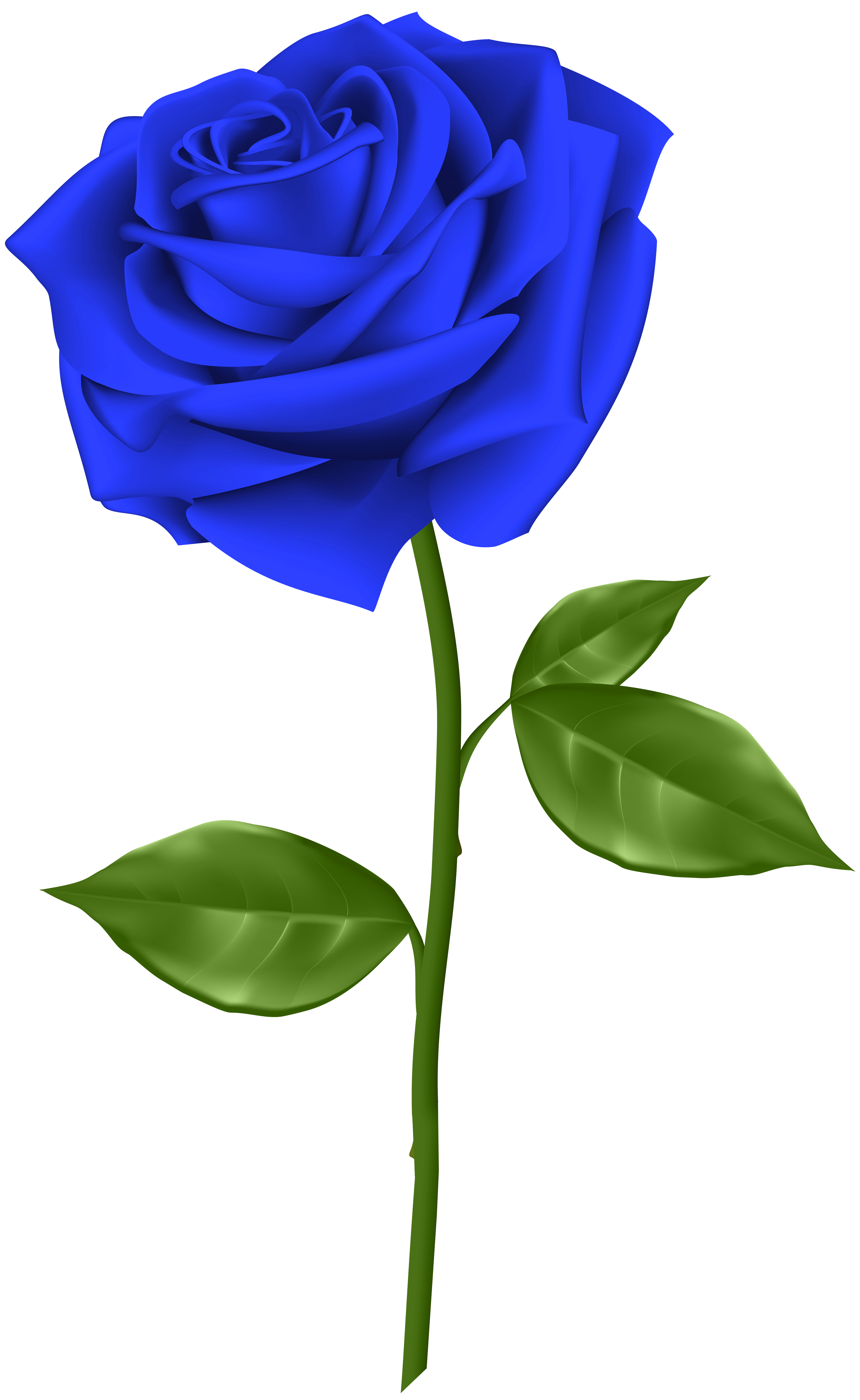 Blue Rose Transparent PNG Art​ | Gallery Yopriceville - High-Quality Free Images Transparent PNG Clipart