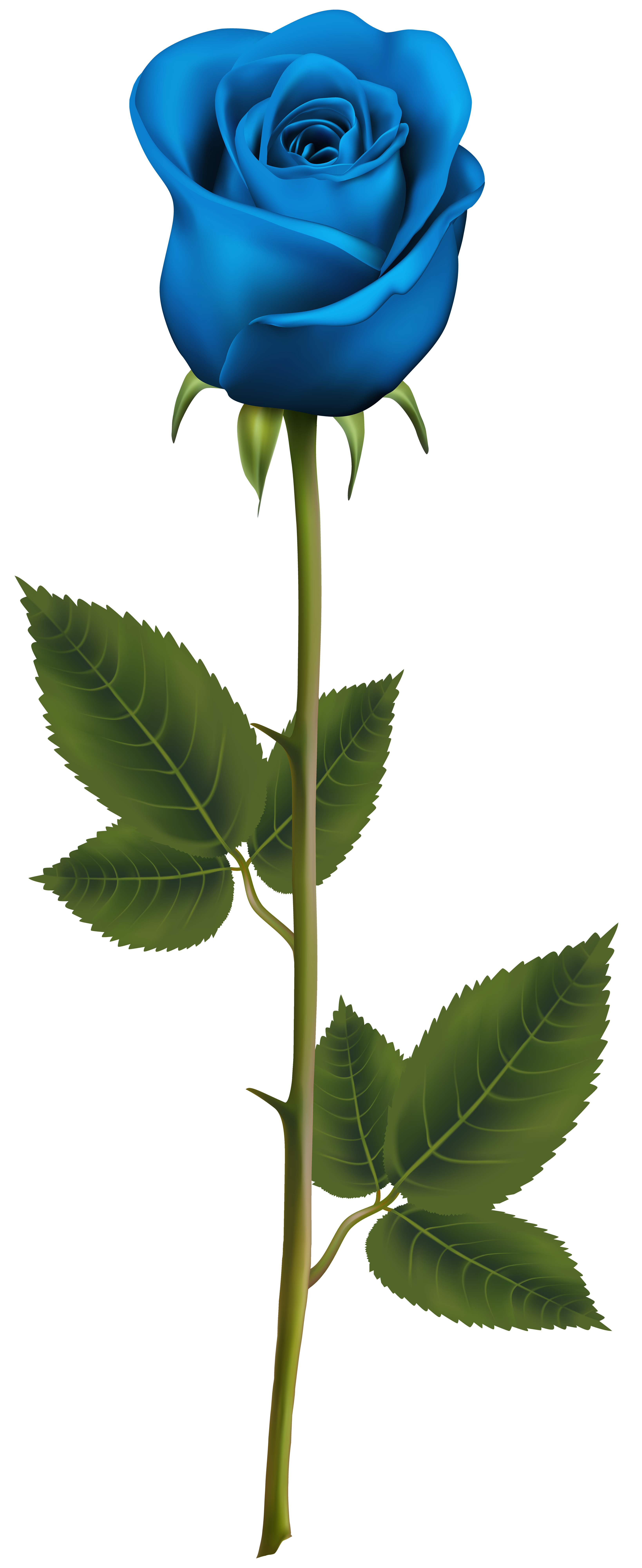Blue Rose with Stem PNG Transparent Clip Art Image | Gallery ... for Plant Transparent Png
61obs Blue Rose with Stem PNG Transparent Clip Art Image | Gallery ... for Plant Transparent Png
61obs