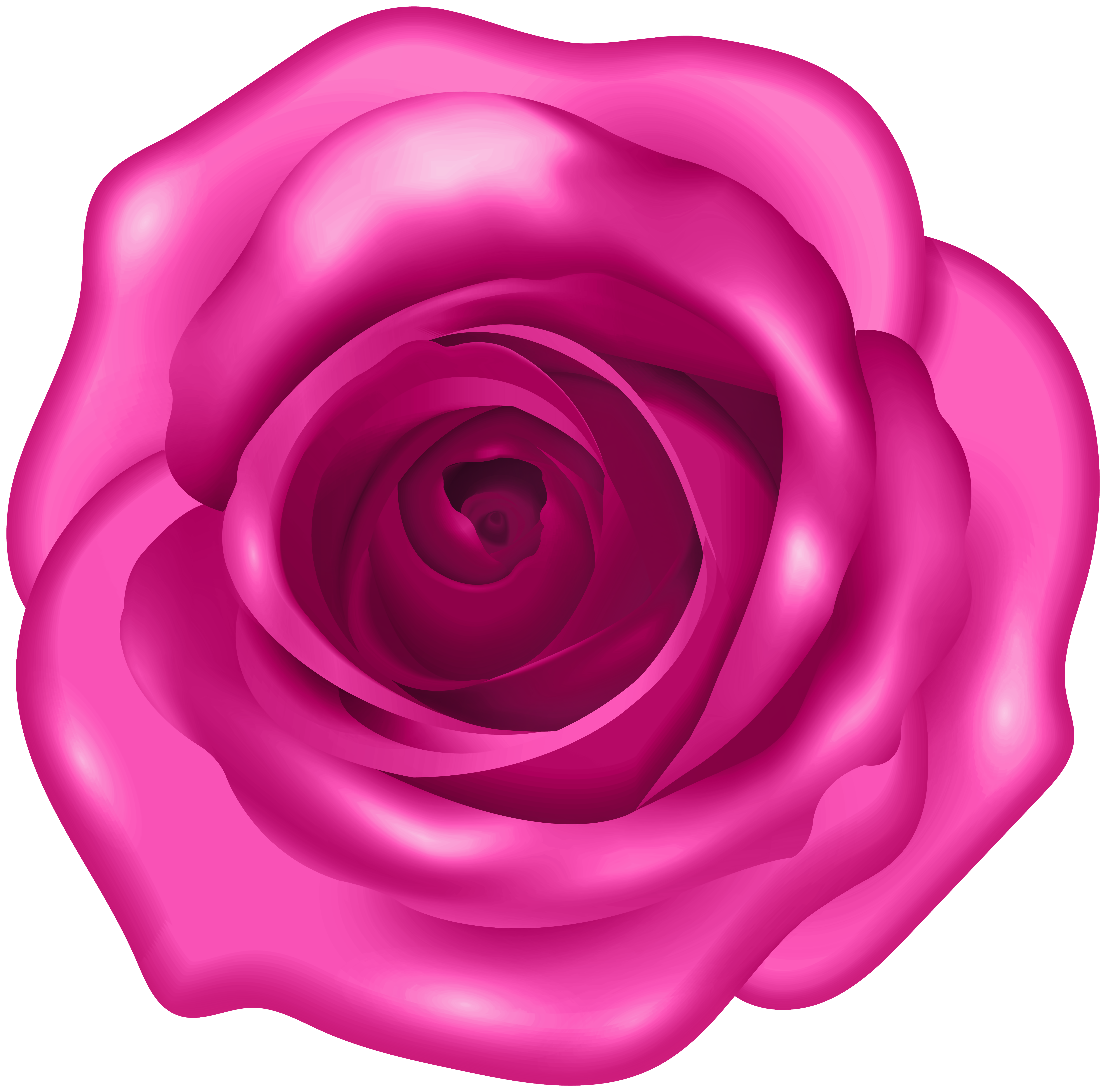pink tea rose clipart with transparent