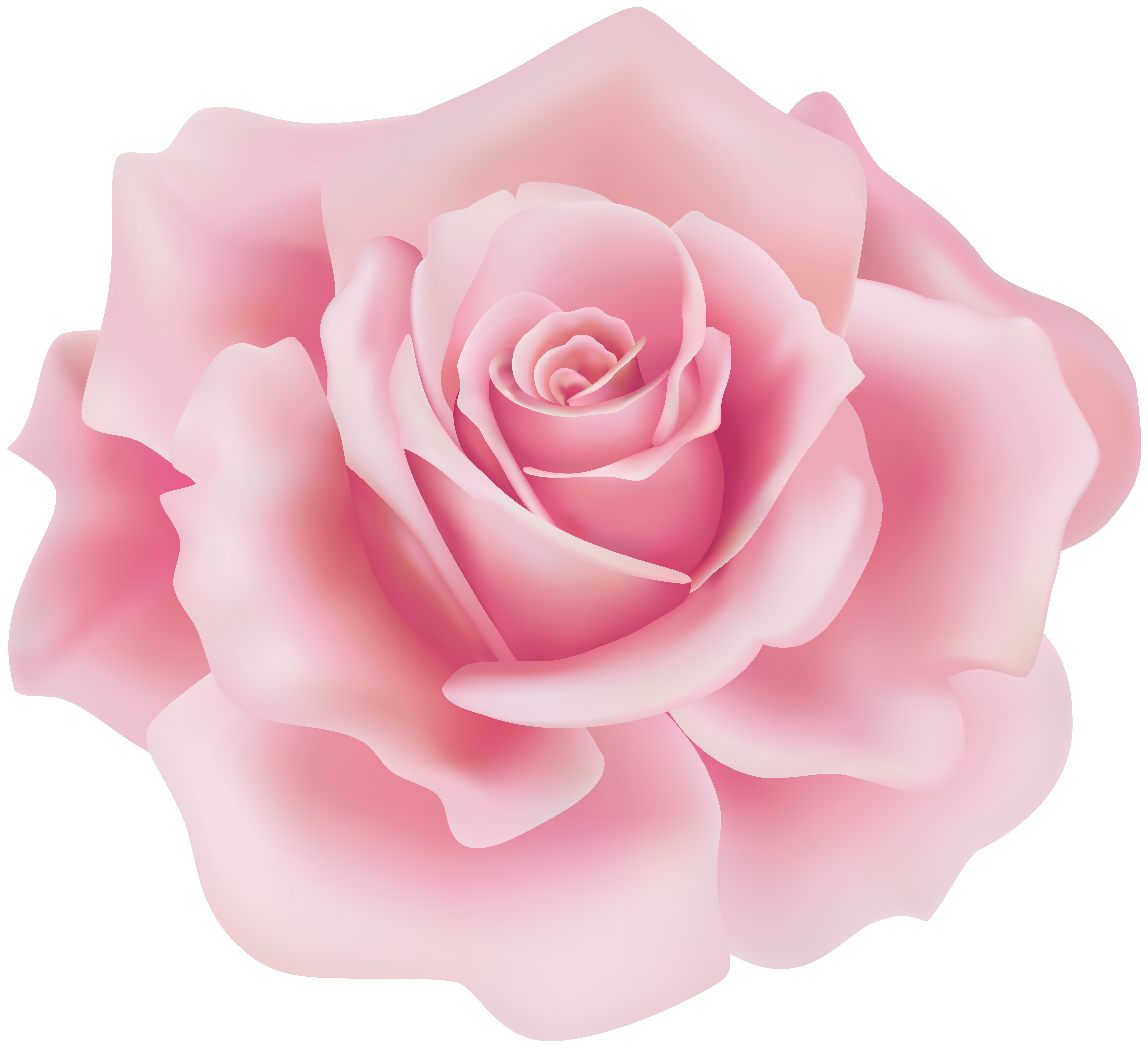 Delicate Soft Pink Rose PNG Clipart​  Gallery Yopriceville - High-Quality  Free Images and Transparent PNG Clipart