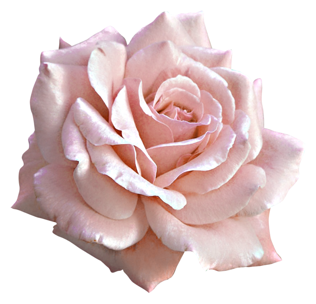 Large Light Pink Rose PNG Clipart​  Gallery Yopriceville - High-Quality  Free Images and Transparent PNG Clipart