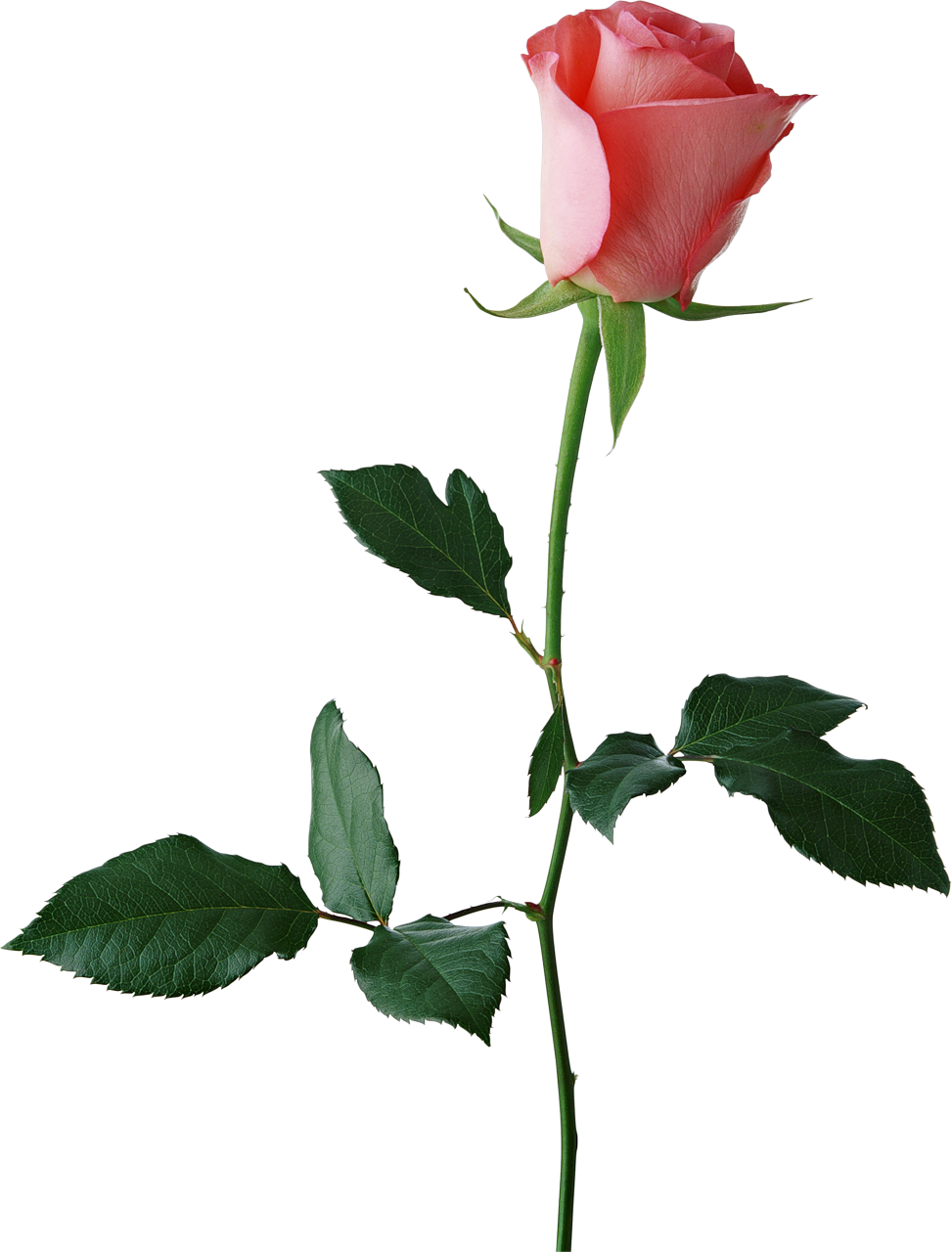 Large Rose Bud PNG Clipart | Gallery Yopriceville - High-Quality Images
