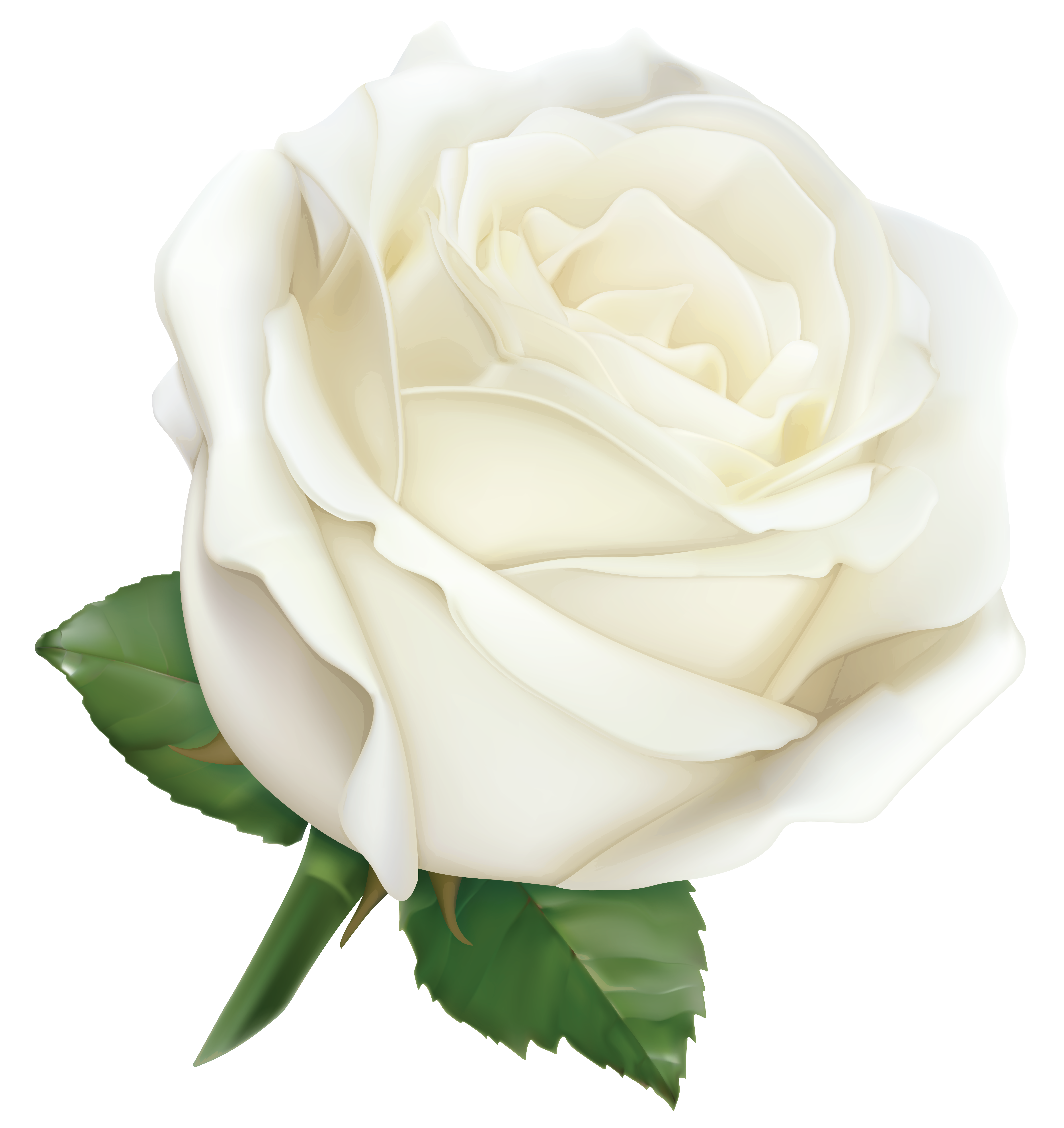 large white rose png