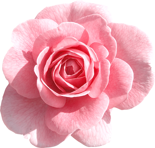 light pink rose clip art