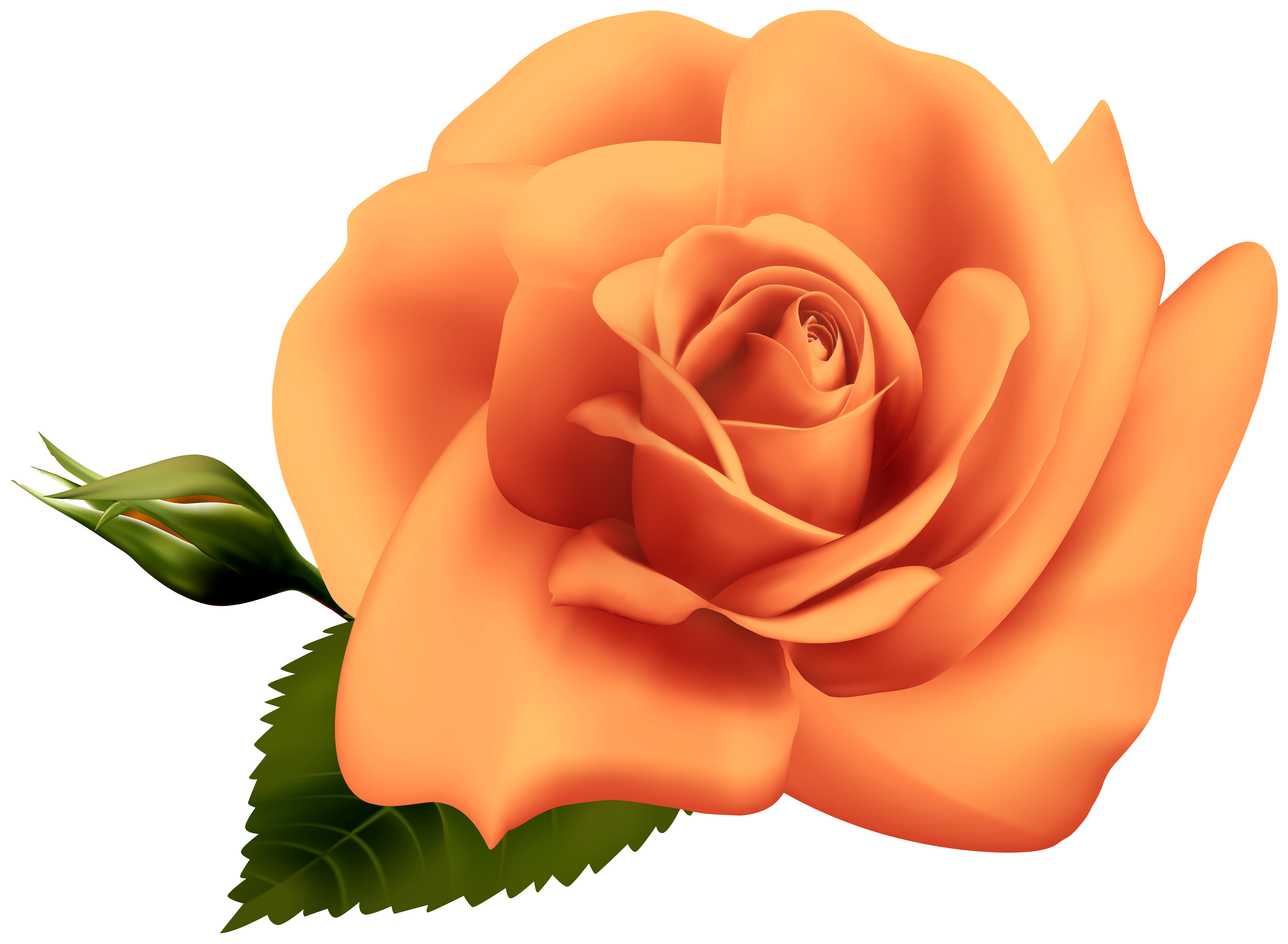 orange rose png