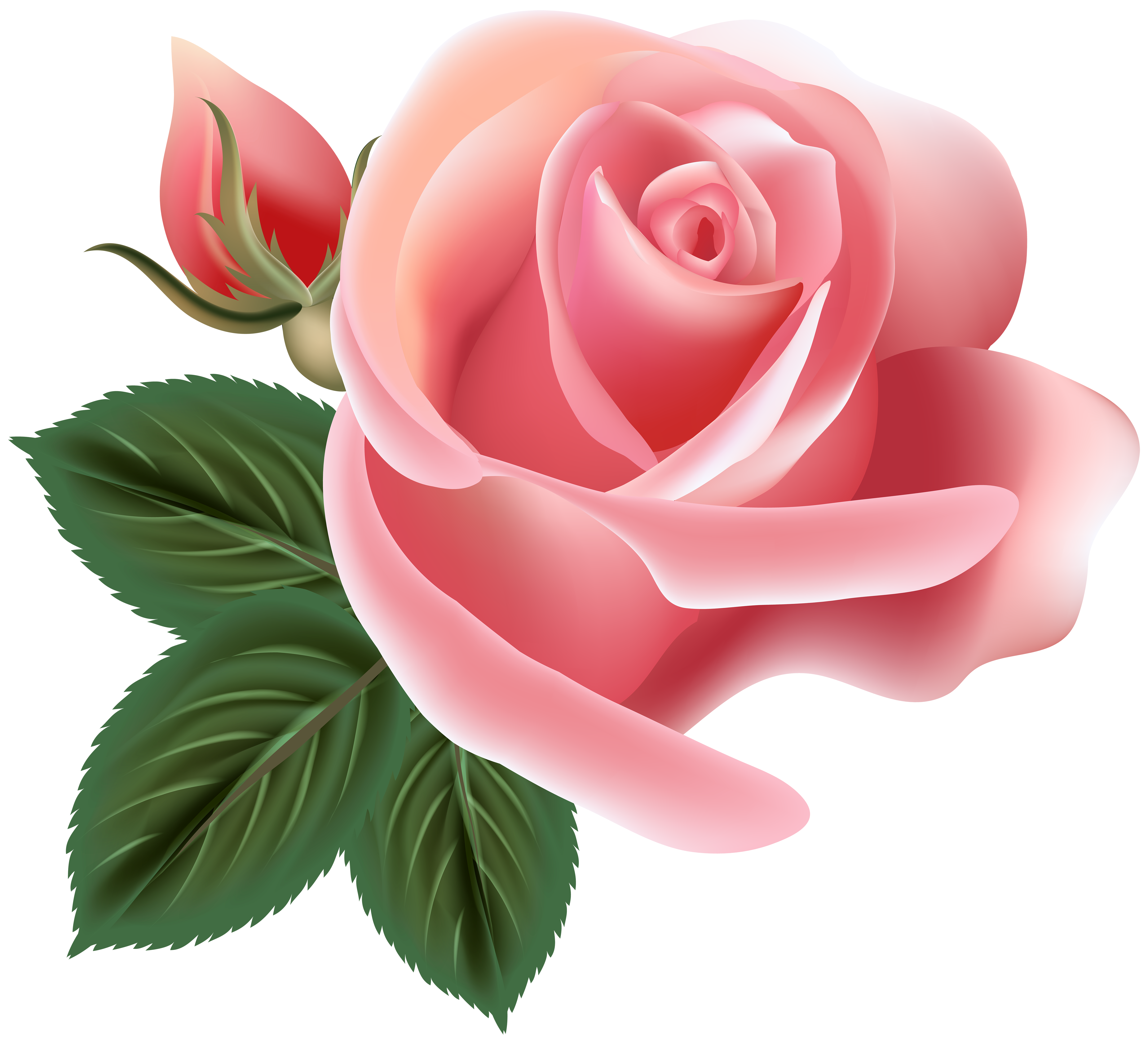 pink roses clipart