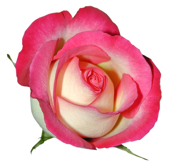 Pink Rose PNG Clipart Image | Gallery Yopriceville - High-Quality