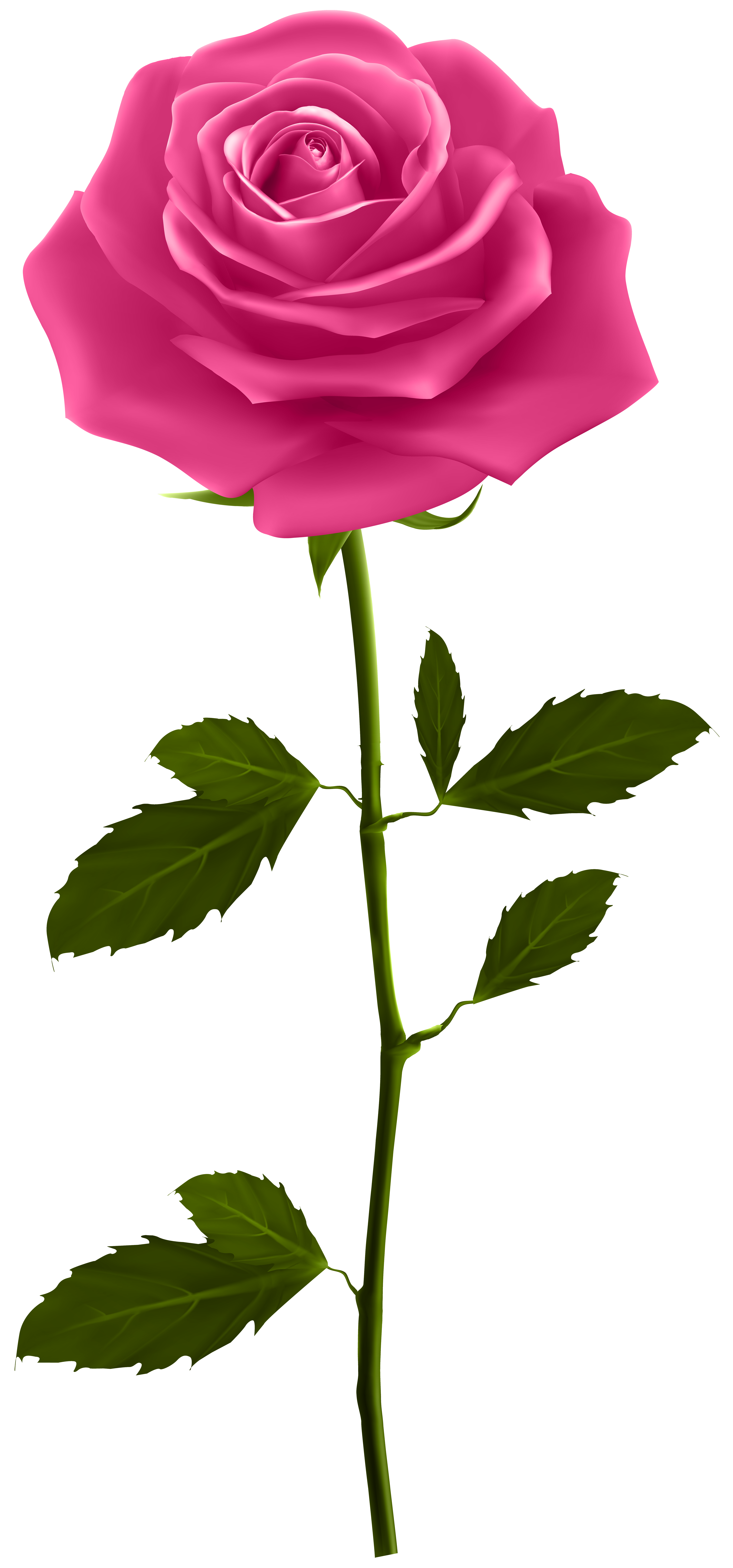 Pink Rose with Stem PNG Clip Art Image | Gallery Yopriceville - High