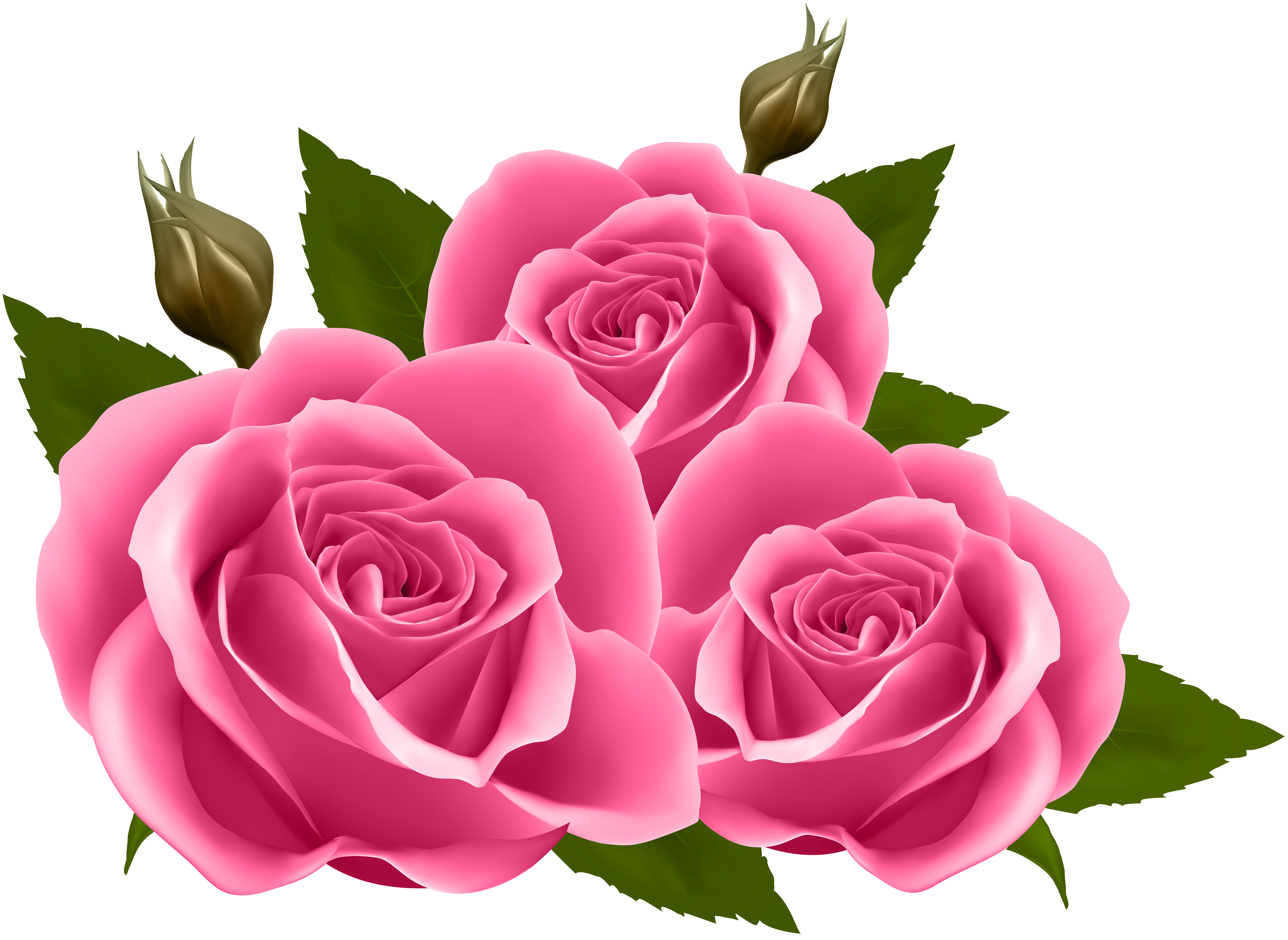 Pink Rose Hd Png Pink Rose Hd Png