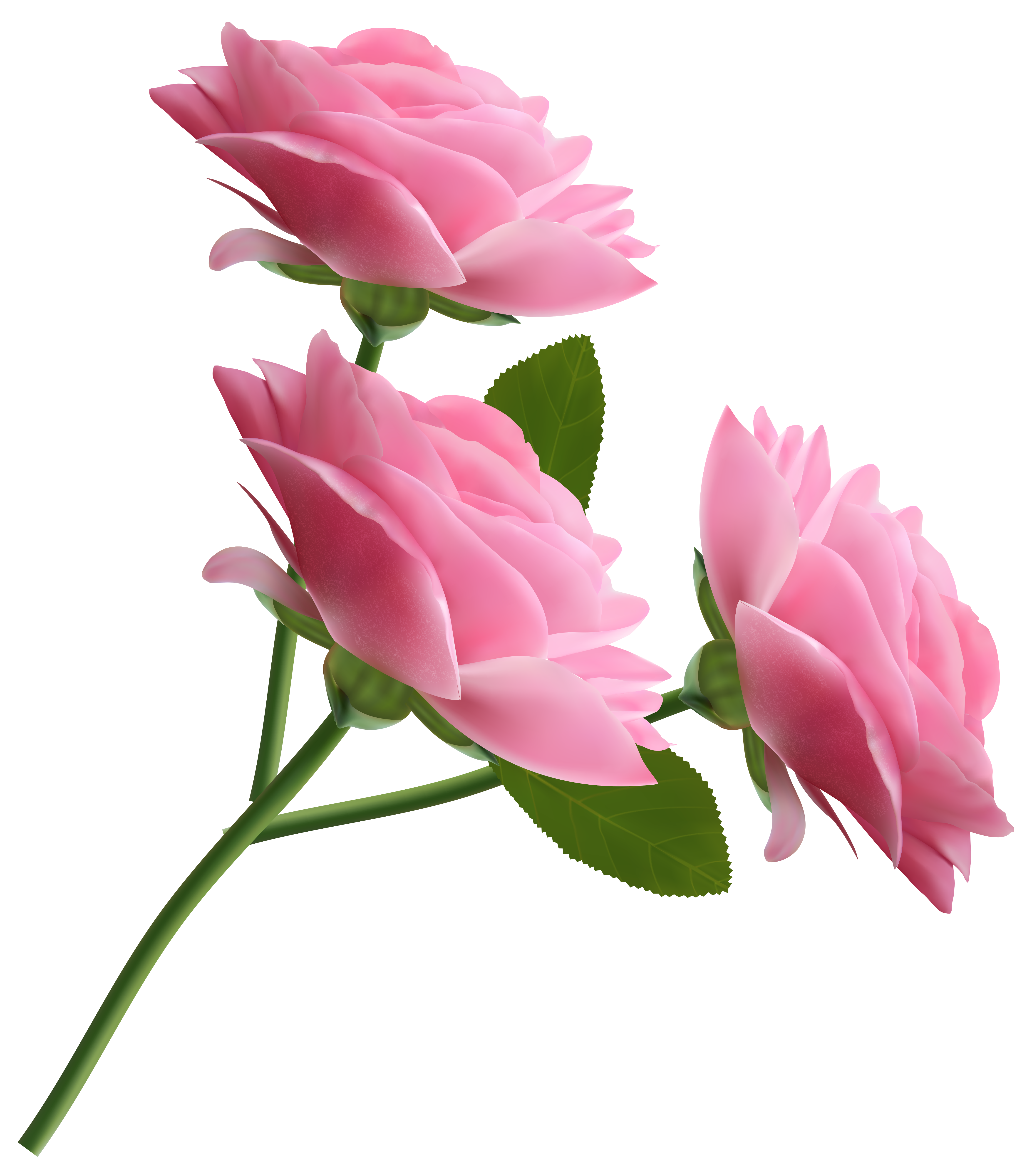 Pink Background with Pink Roses​  Gallery Yopriceville - High-Quality Free  Images and Transparent PNG Clipart