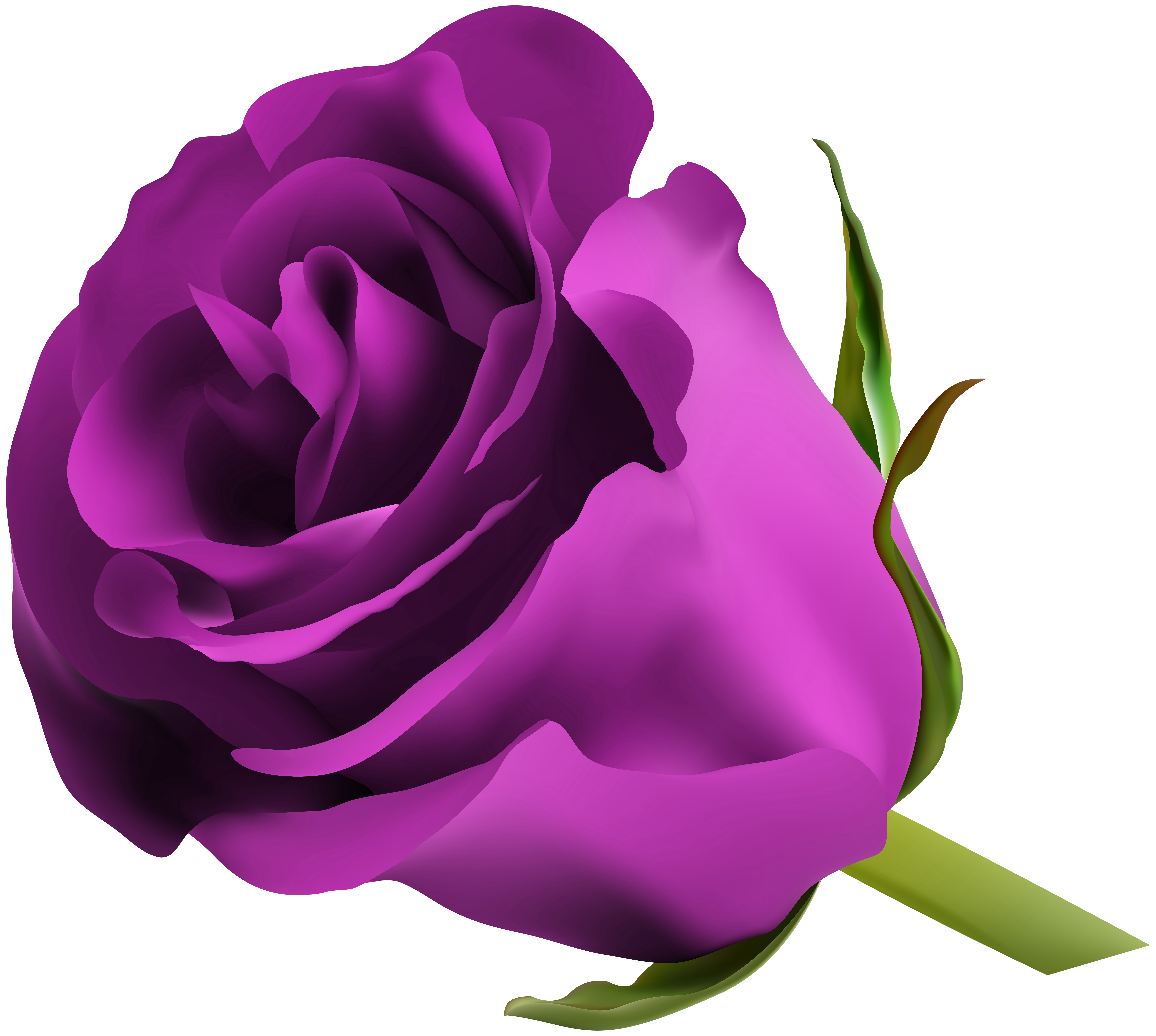 purple rose png clip