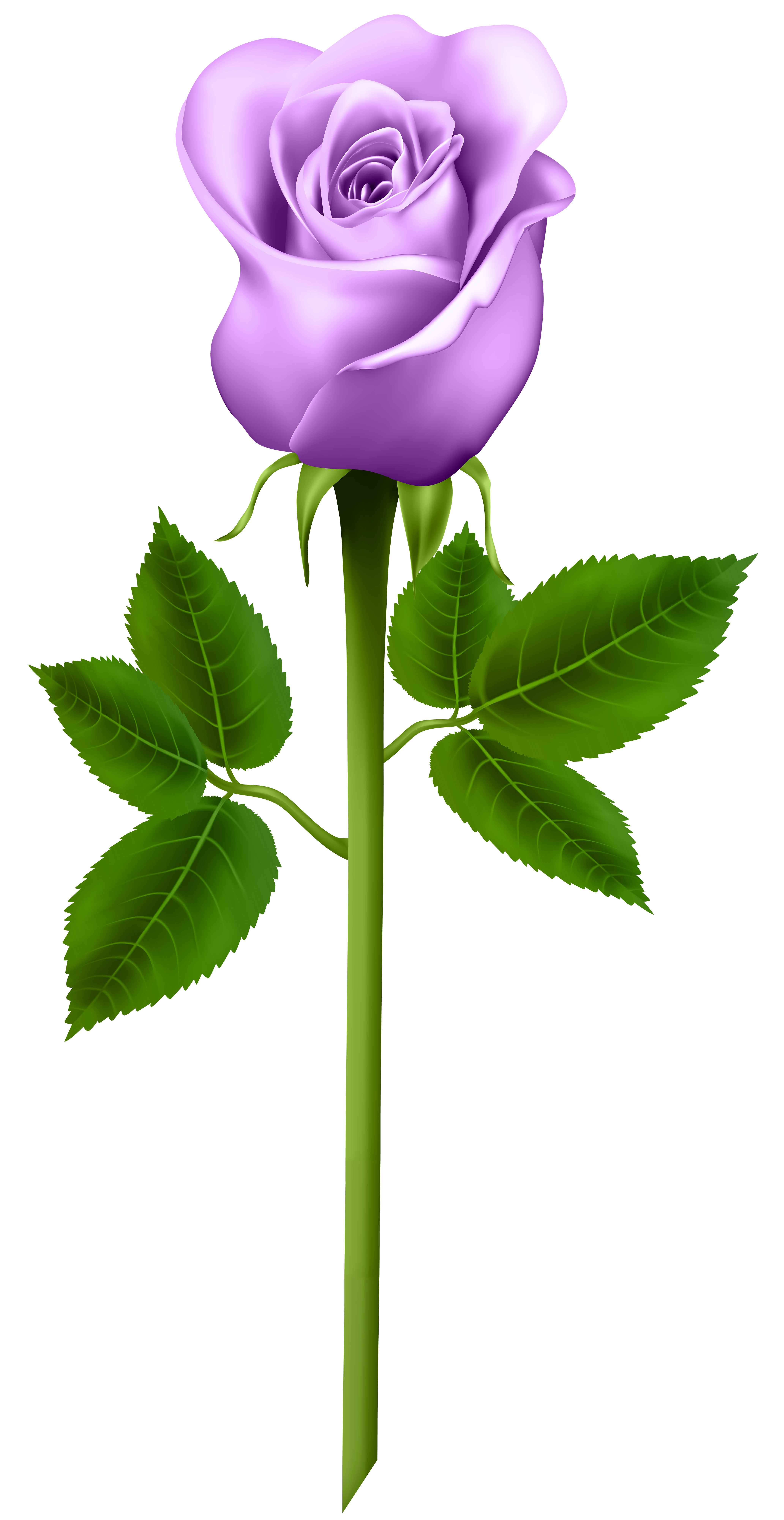 Single Purple Rose