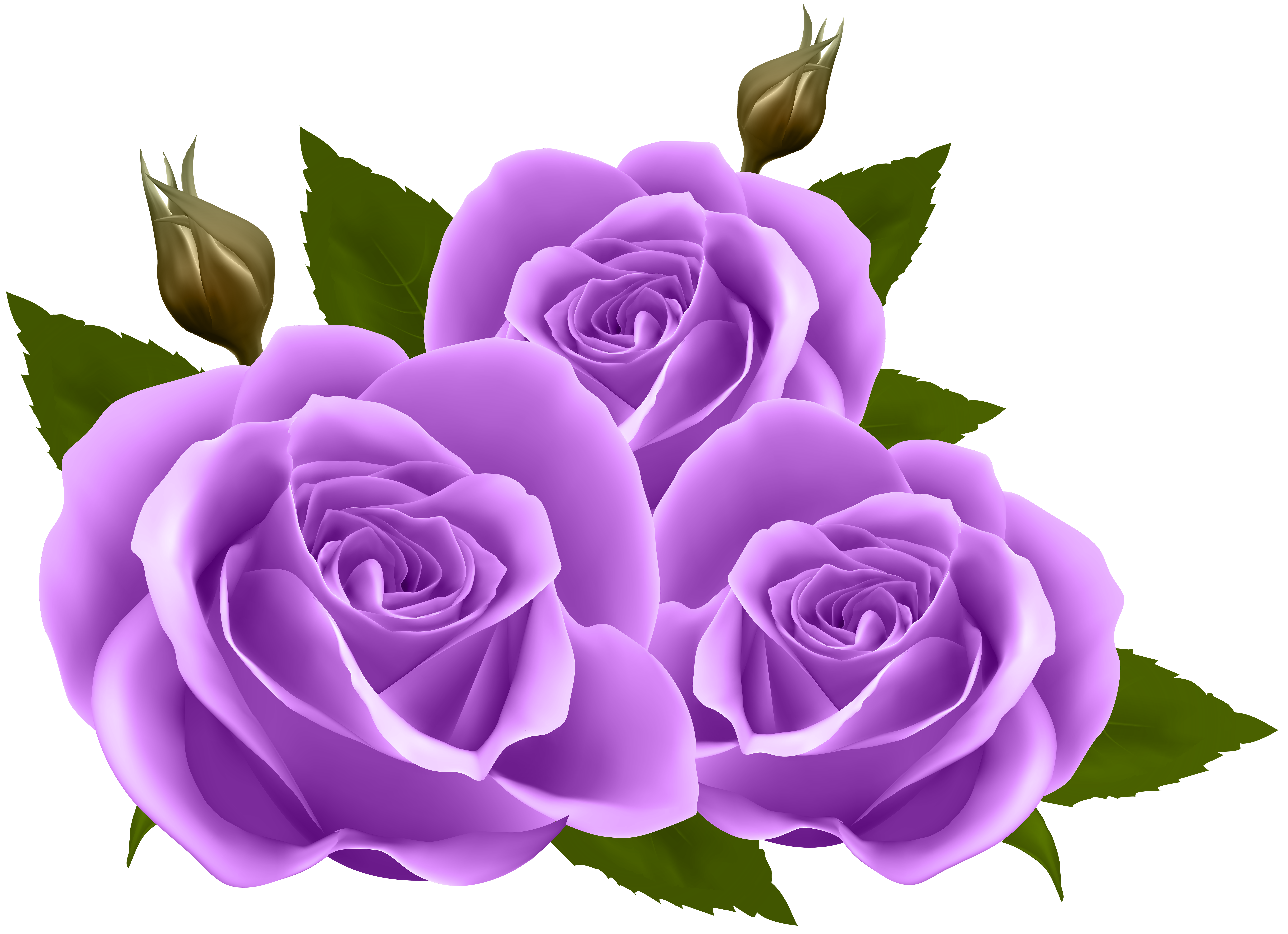 purple roses png clip art image gallery yopriceville high