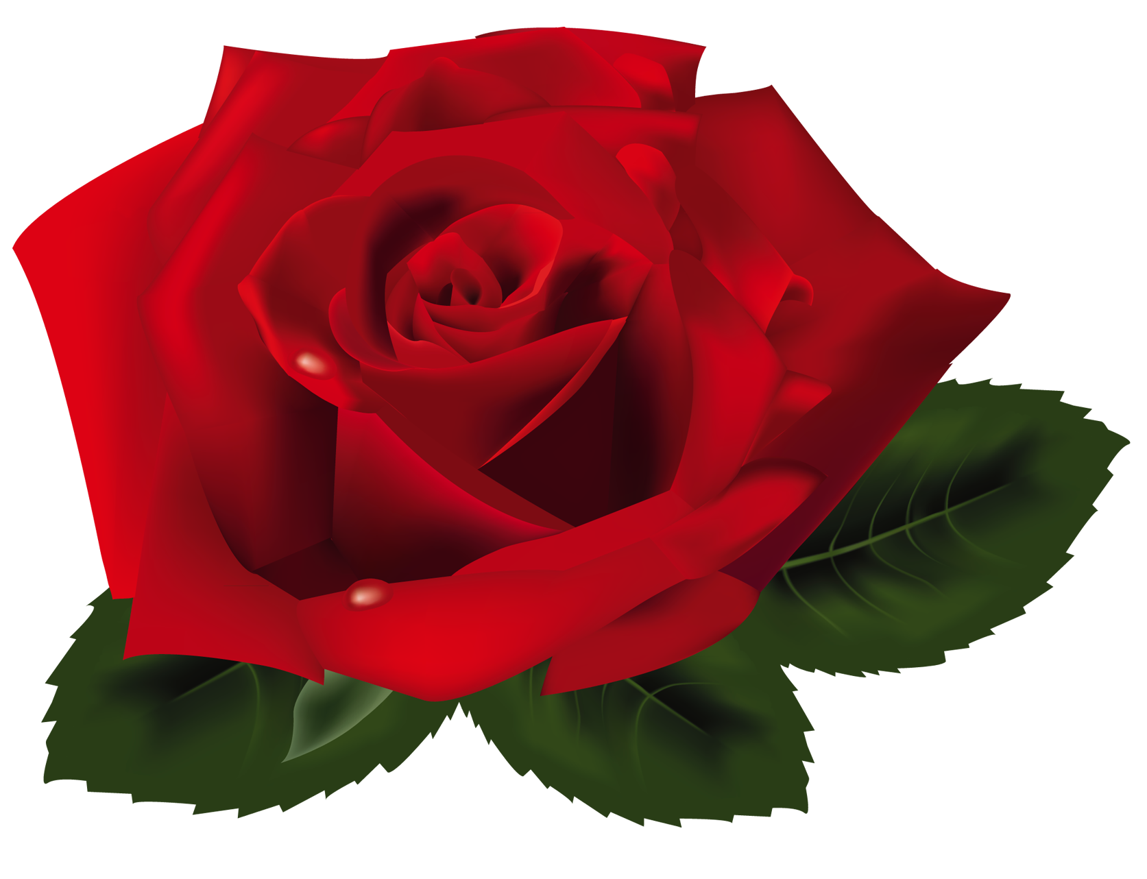 Red Rose PNG Clipart Gallery Yopriceville High Quality Free Images   Red Rose PNG Clipart 1457483405 