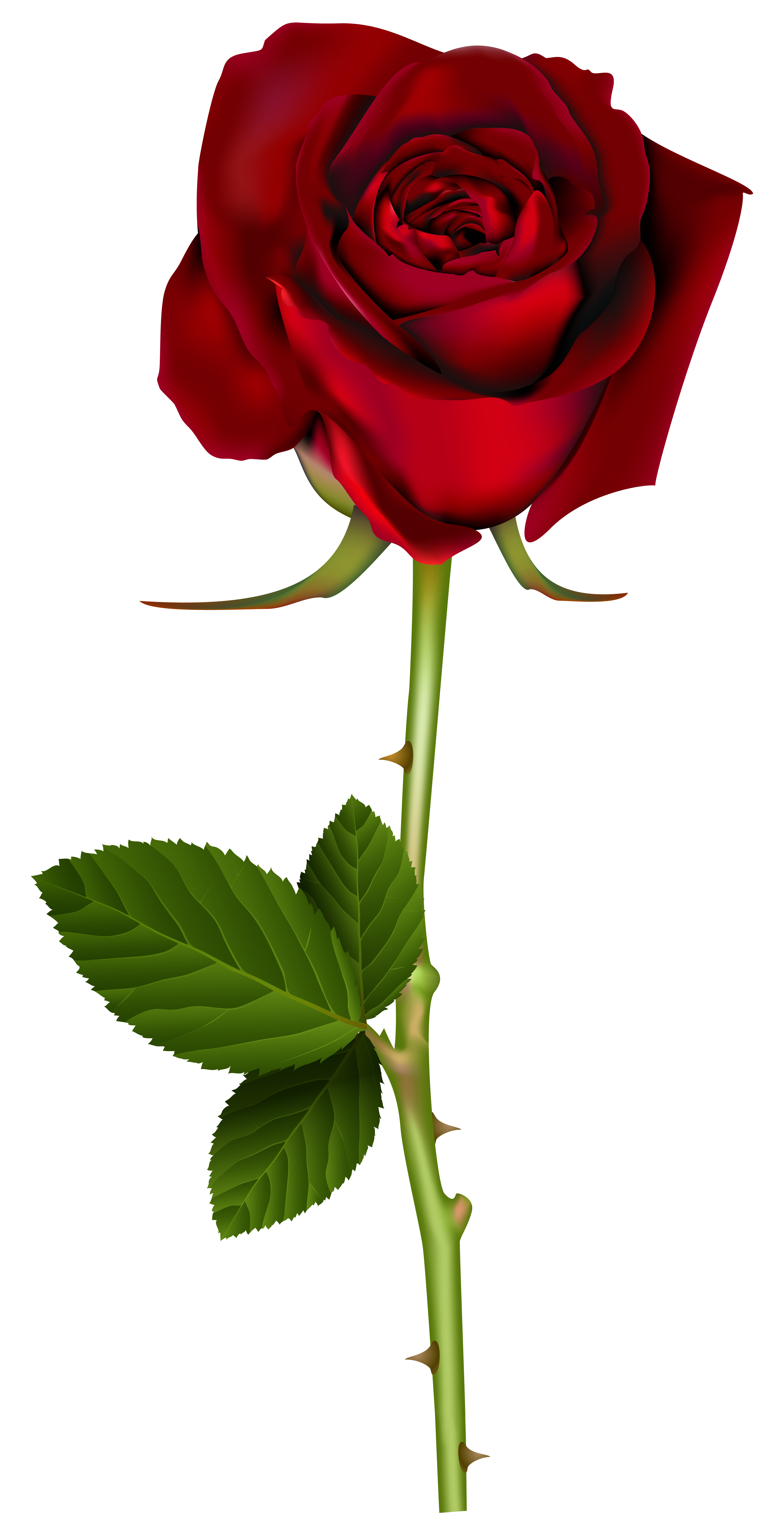 lunken fuldstændig inaktive Red Rose PNG Transparent Image​ | Gallery Yopriceville - High-Quality Free  Images and Transparent PNG Clipart