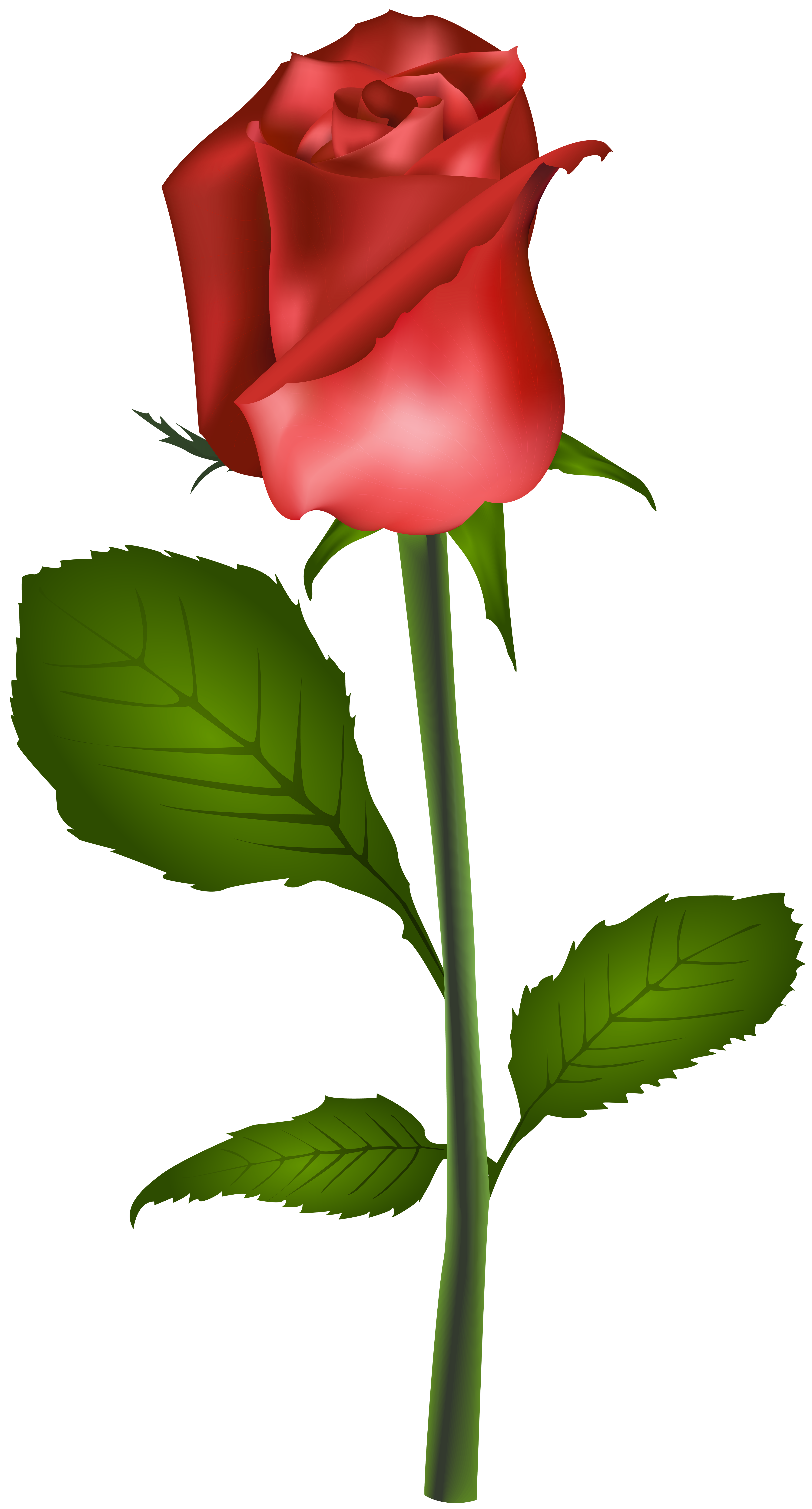 Red Rose Transparent Clip Art Image | Gallery Yopriceville - High ...