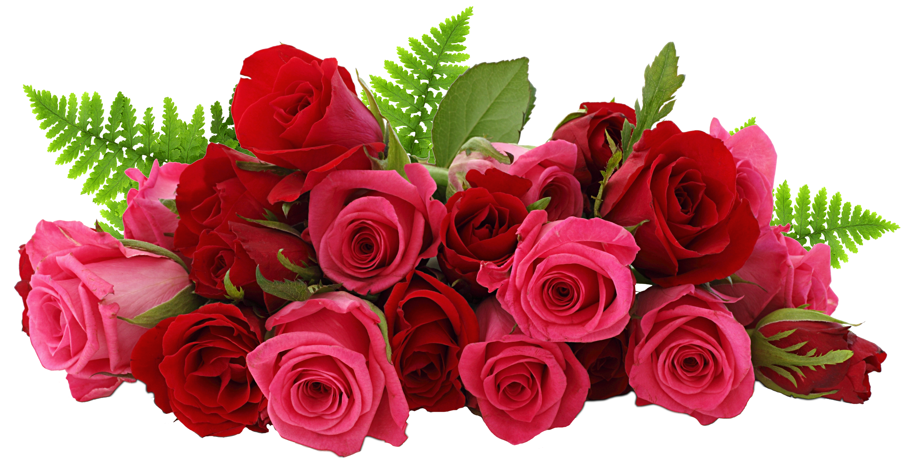 Red and Pink Roses PNG Picture | Gallery Yopriceville - High ... for Transparent Png Images Roses
75tgx Red and Pink Roses PNG Picture | Gallery Yopriceville - High ... for Transparent Png Images Roses
75tgx