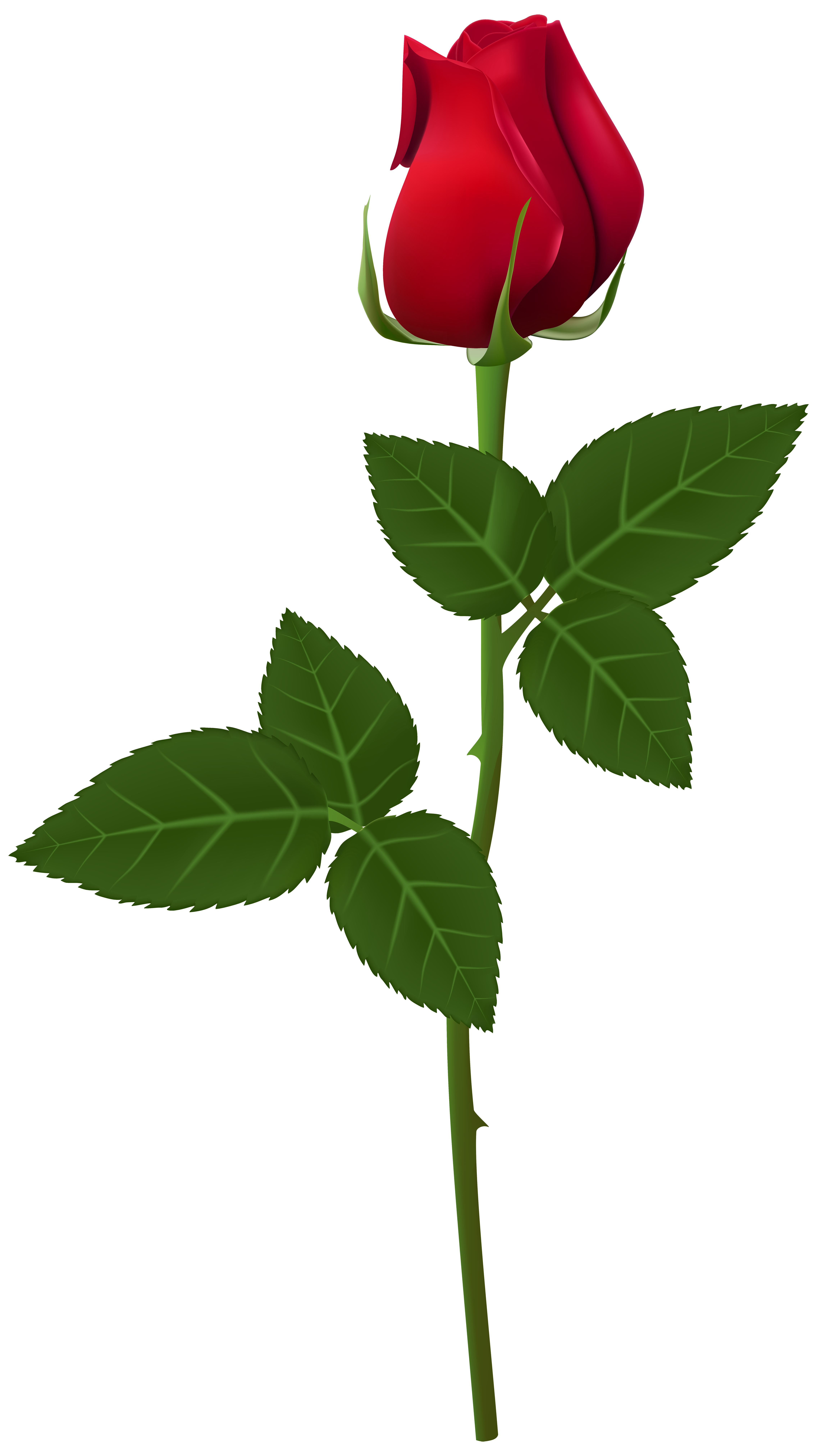 Rose PNG Transparent Clip Art Image | Gallery Yopriceville - High