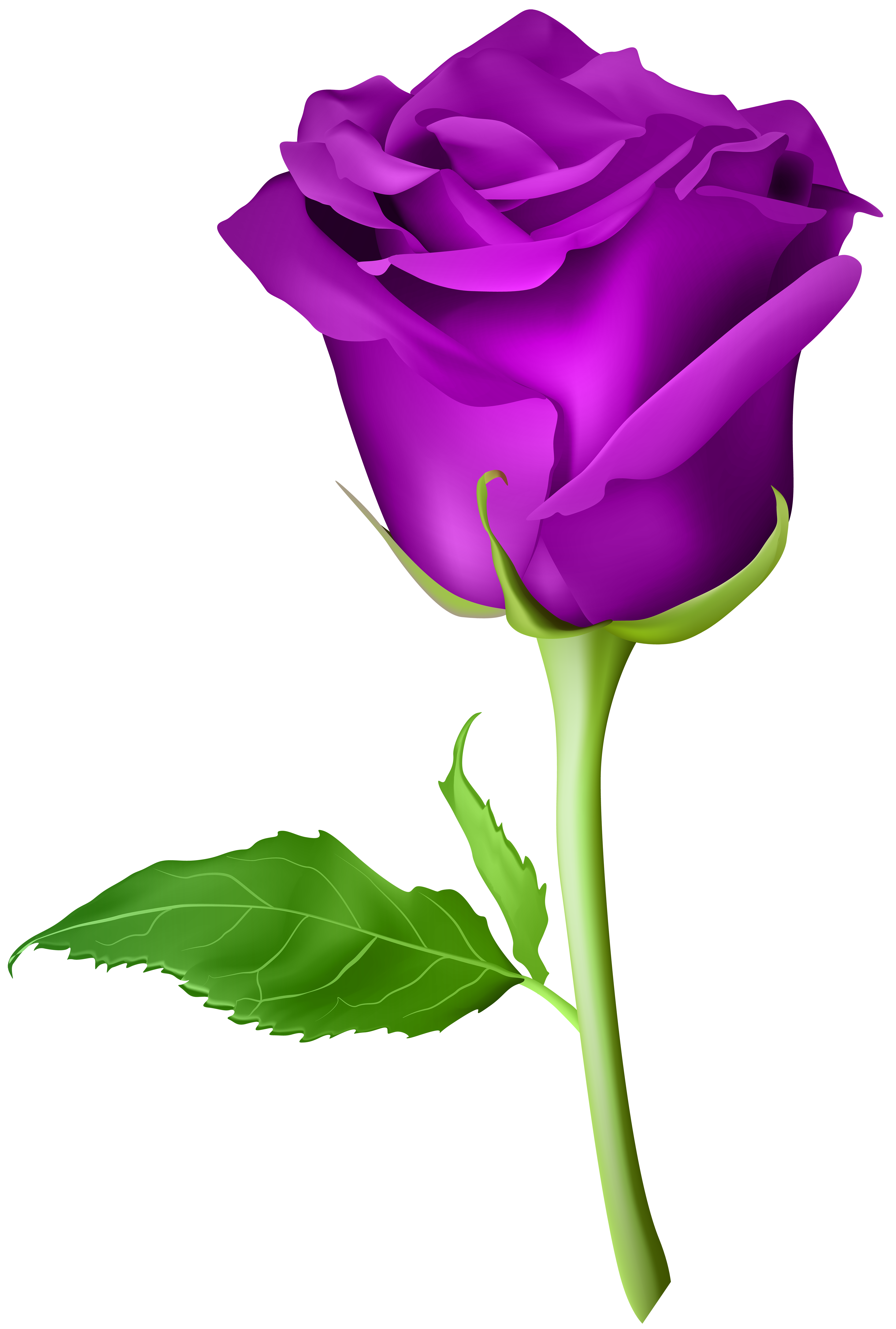 Rose Purple Transparent PNG Clip Art Image | Gallery Yopriceville