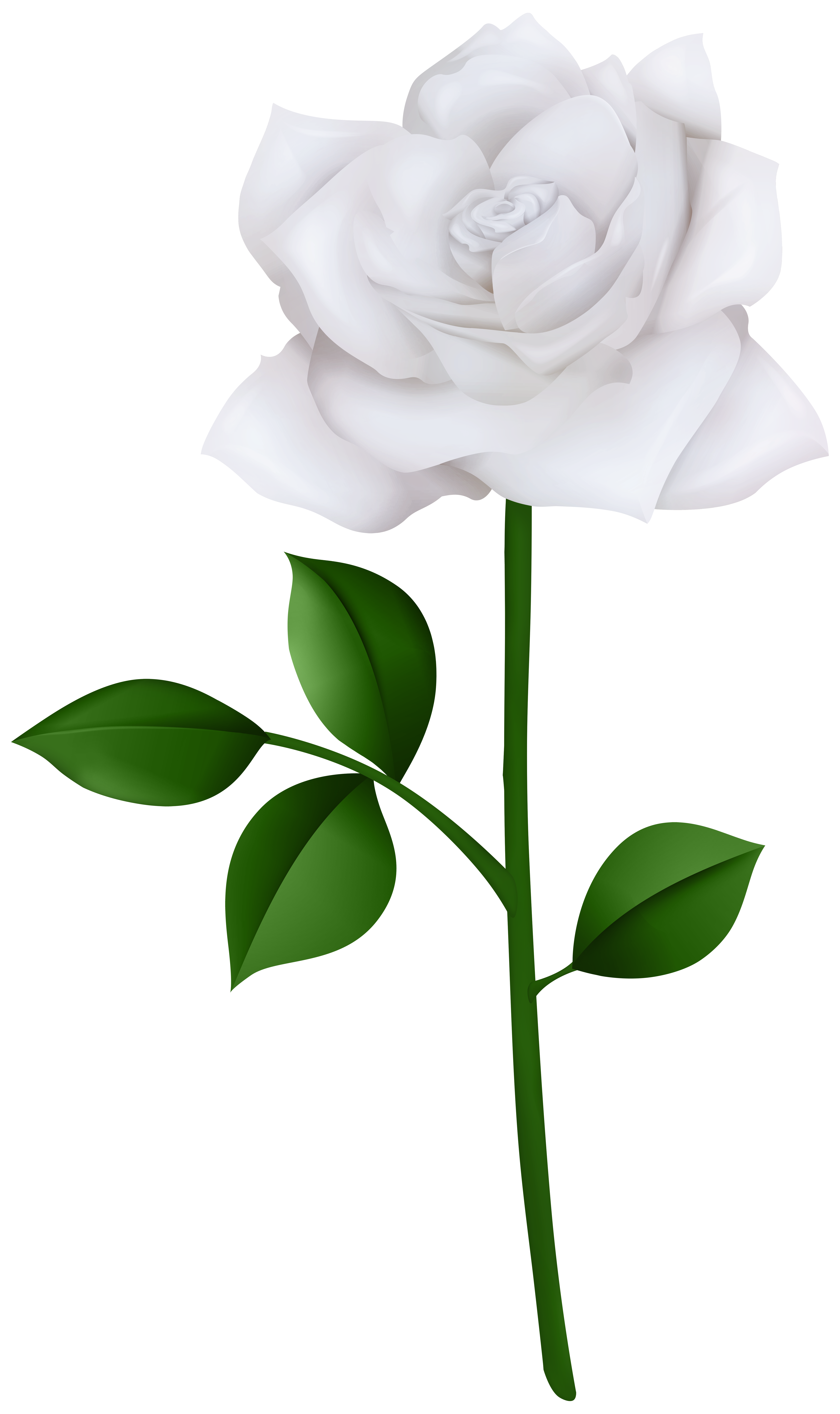 Rosa blanca con vapor PNG Clipart transparente |  Galería Yopriceville - Imágenes gratuitas de alta calidad y imágenes prediseñadas PNG transparentes