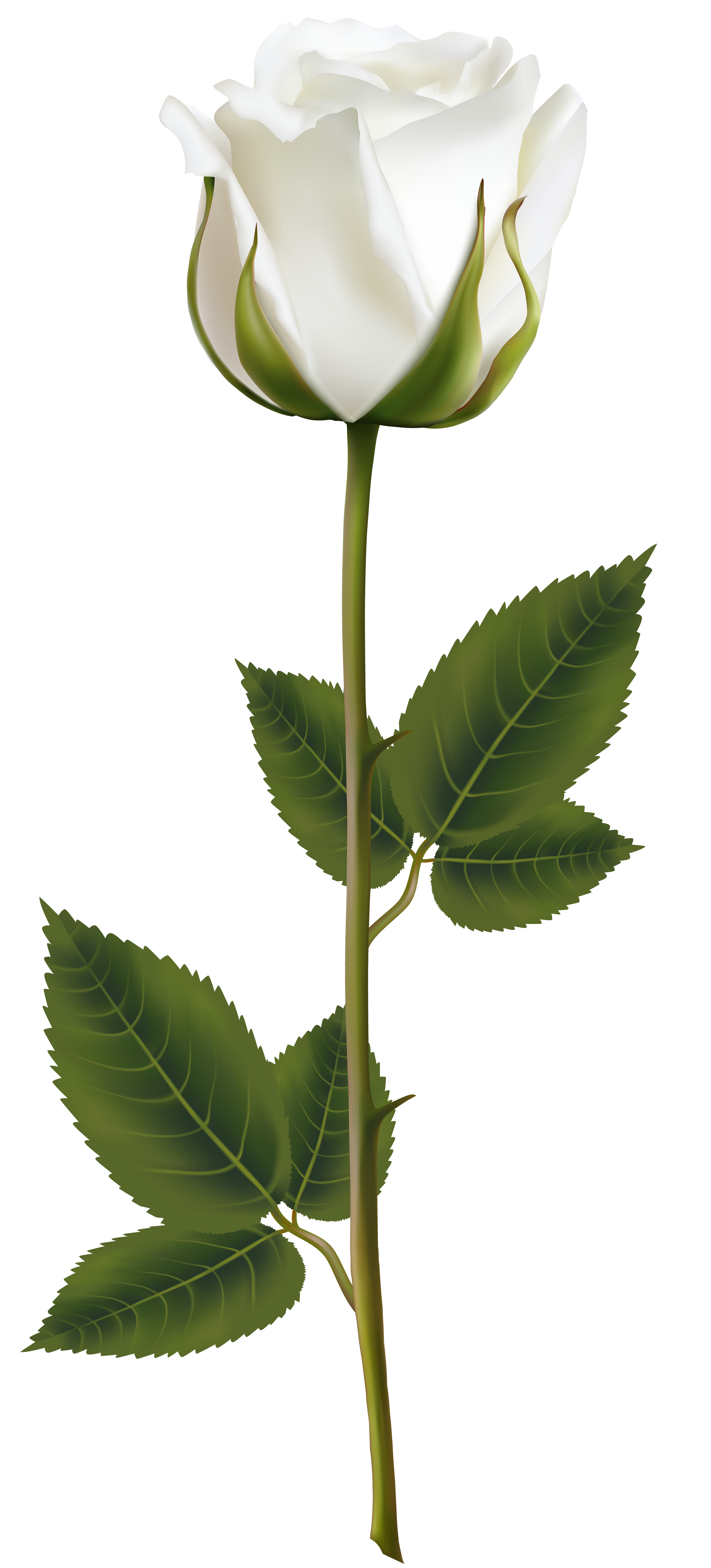 White Rose with Stem PNG Transparent Clip Art Image | Gallery ... for Plant Transparent Png
587fsj White Rose with Stem PNG Transparent Clip Art Image | Gallery ... for Plant Transparent Png
587fsj
