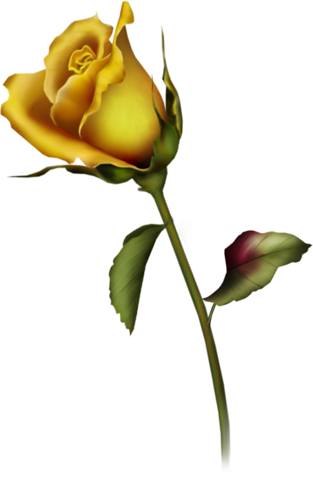 yellow rose bud art