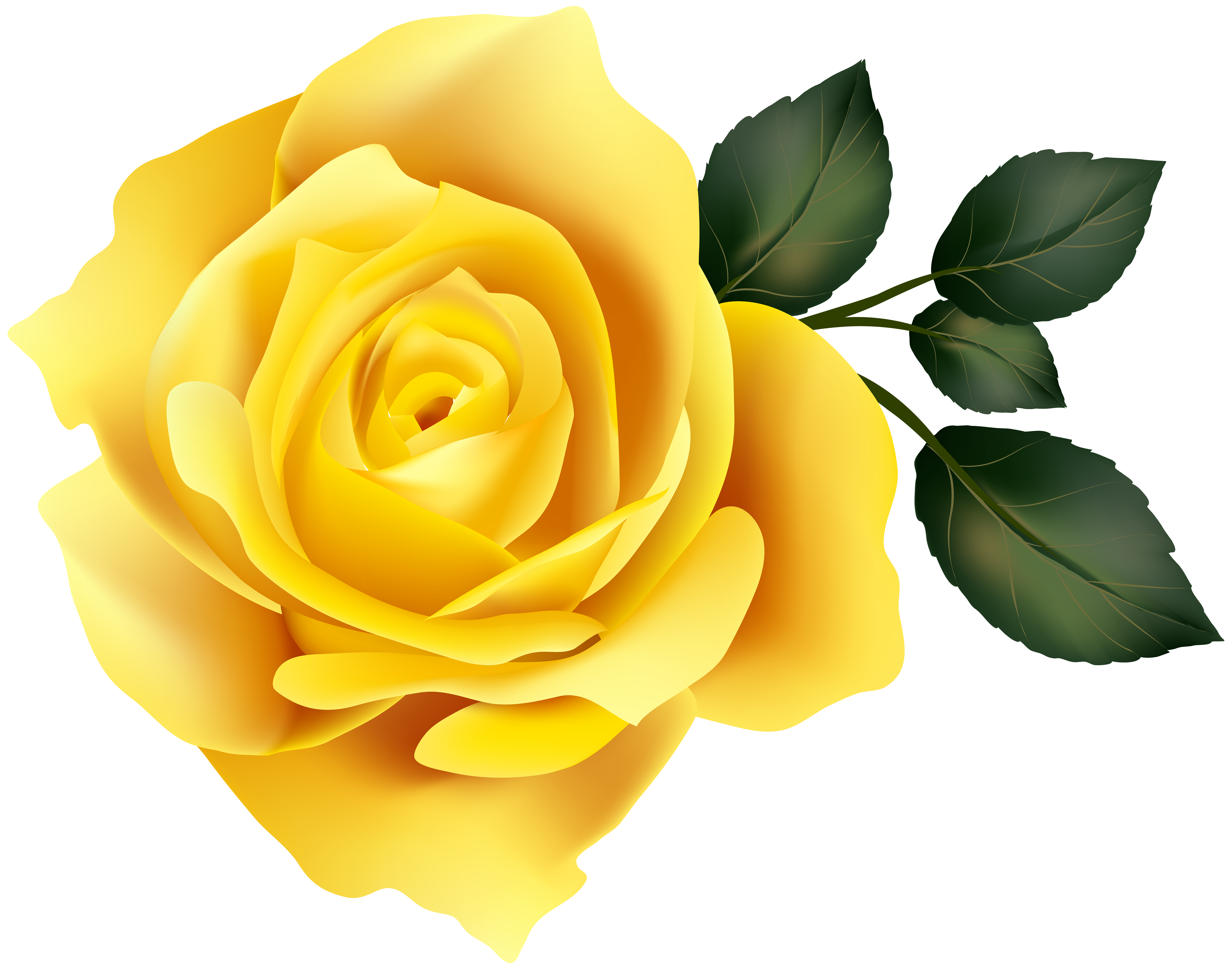 yellow rose