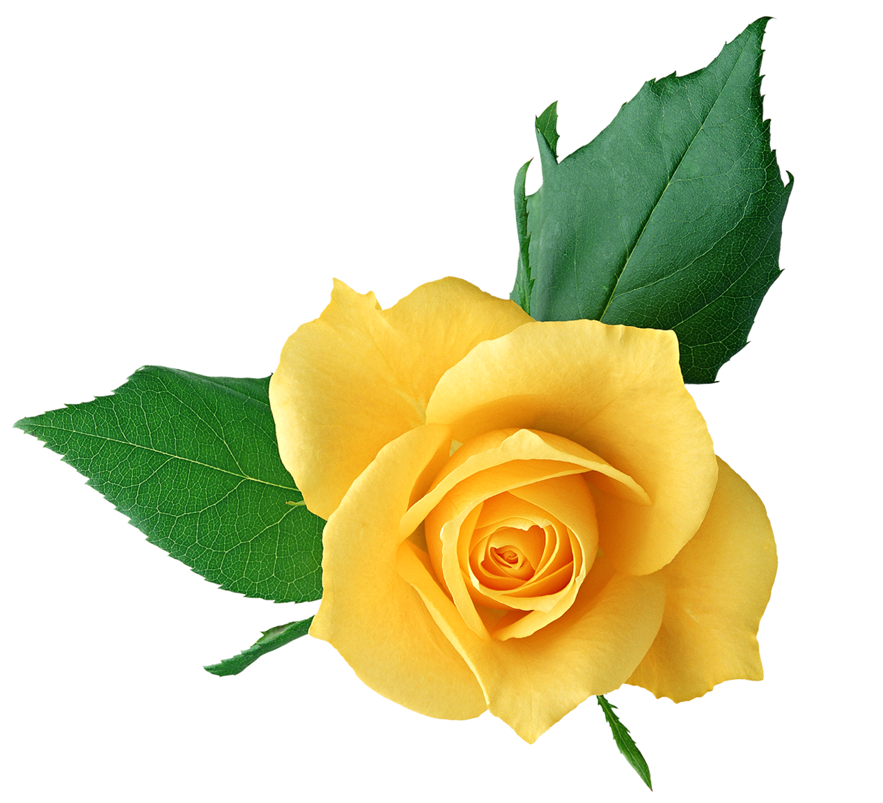 Yellow Rose PNG Transparent Picture | Gallery Yopriceville - High