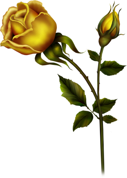yellow rose with bud