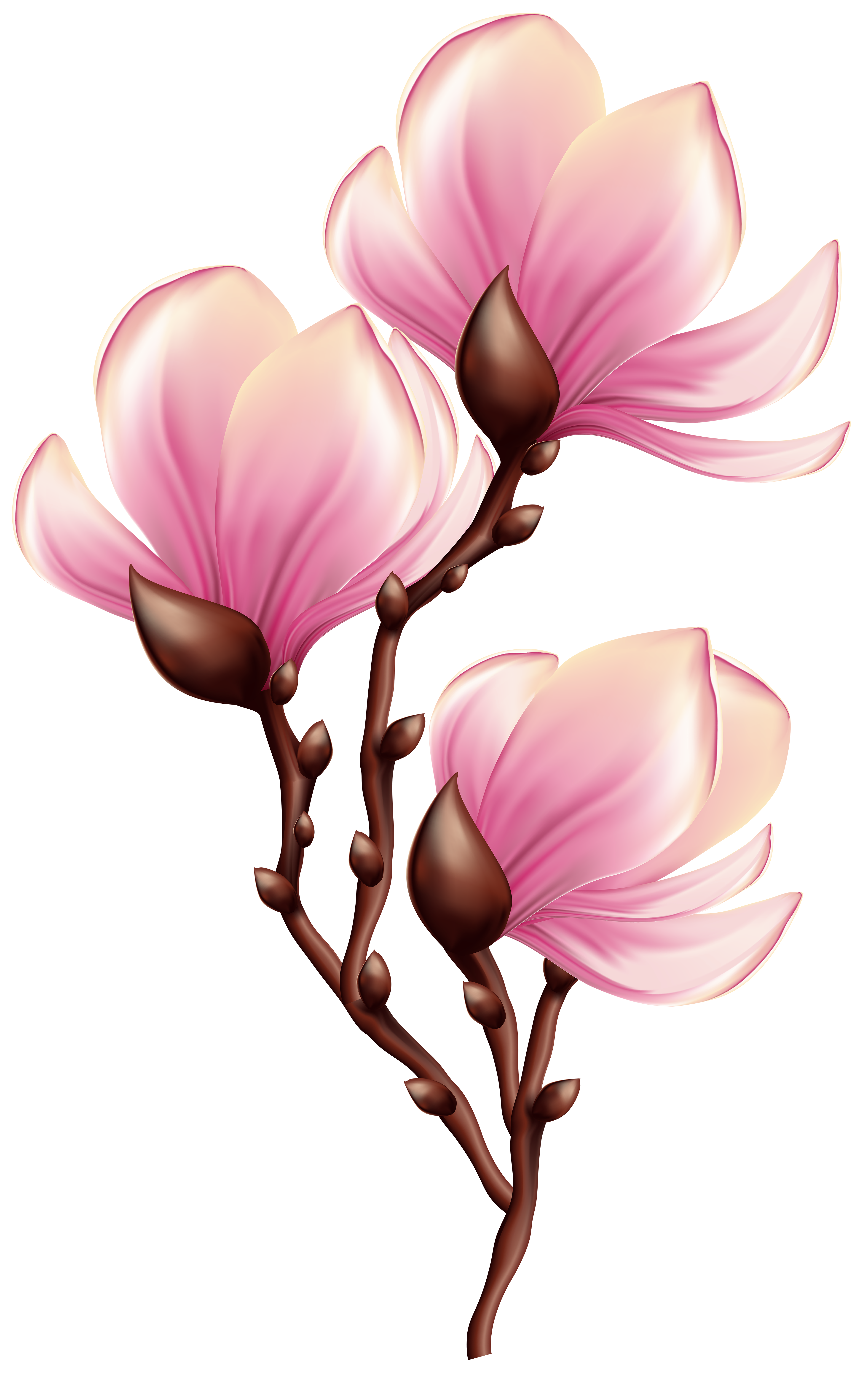 Beautiful Blooming Branch Transparent PNG Clip Art Image | Gallery