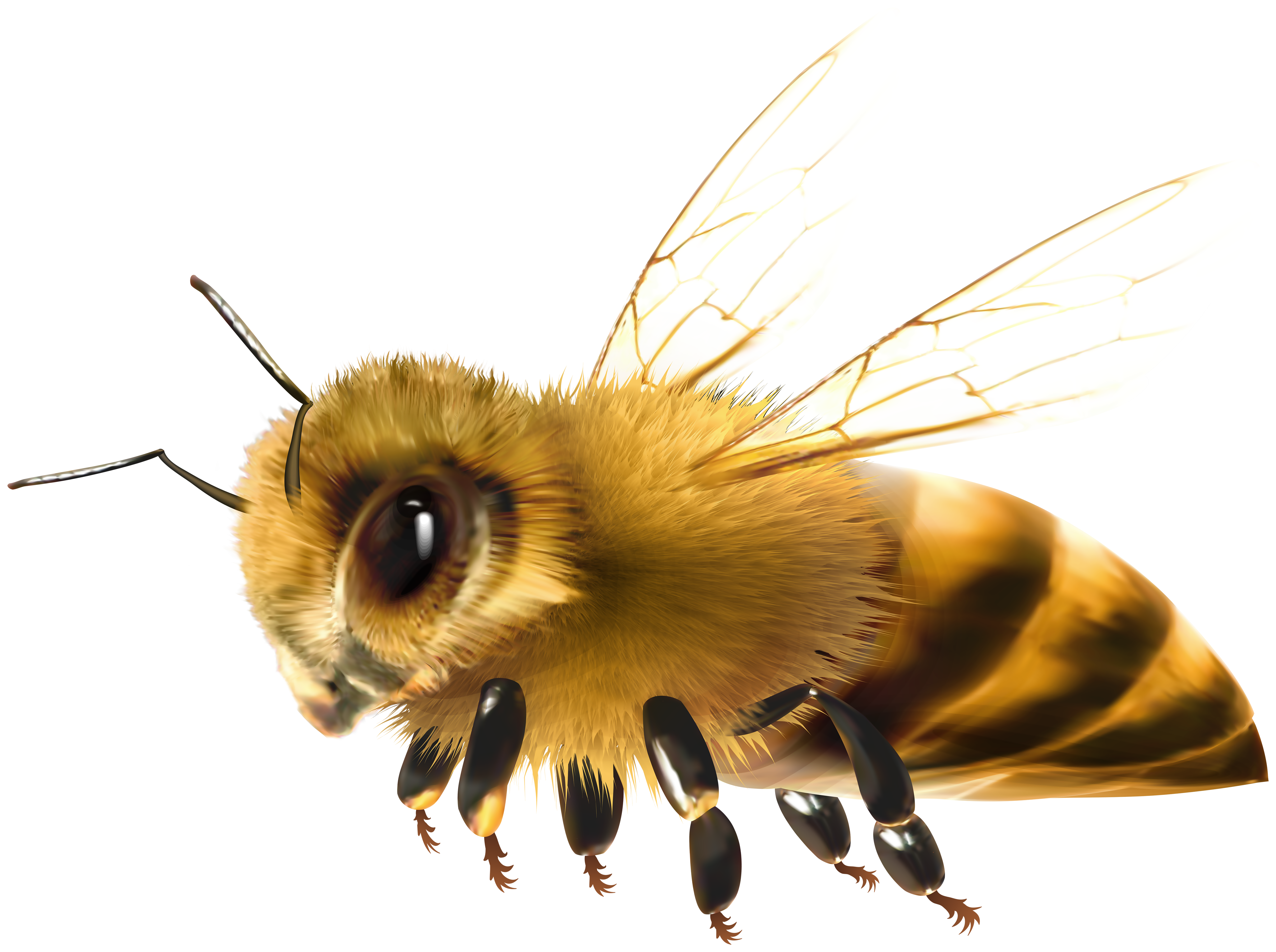 Bee Png Clipart Gallery Yopriceville High Quality Images And Transparent Png Free Clipart