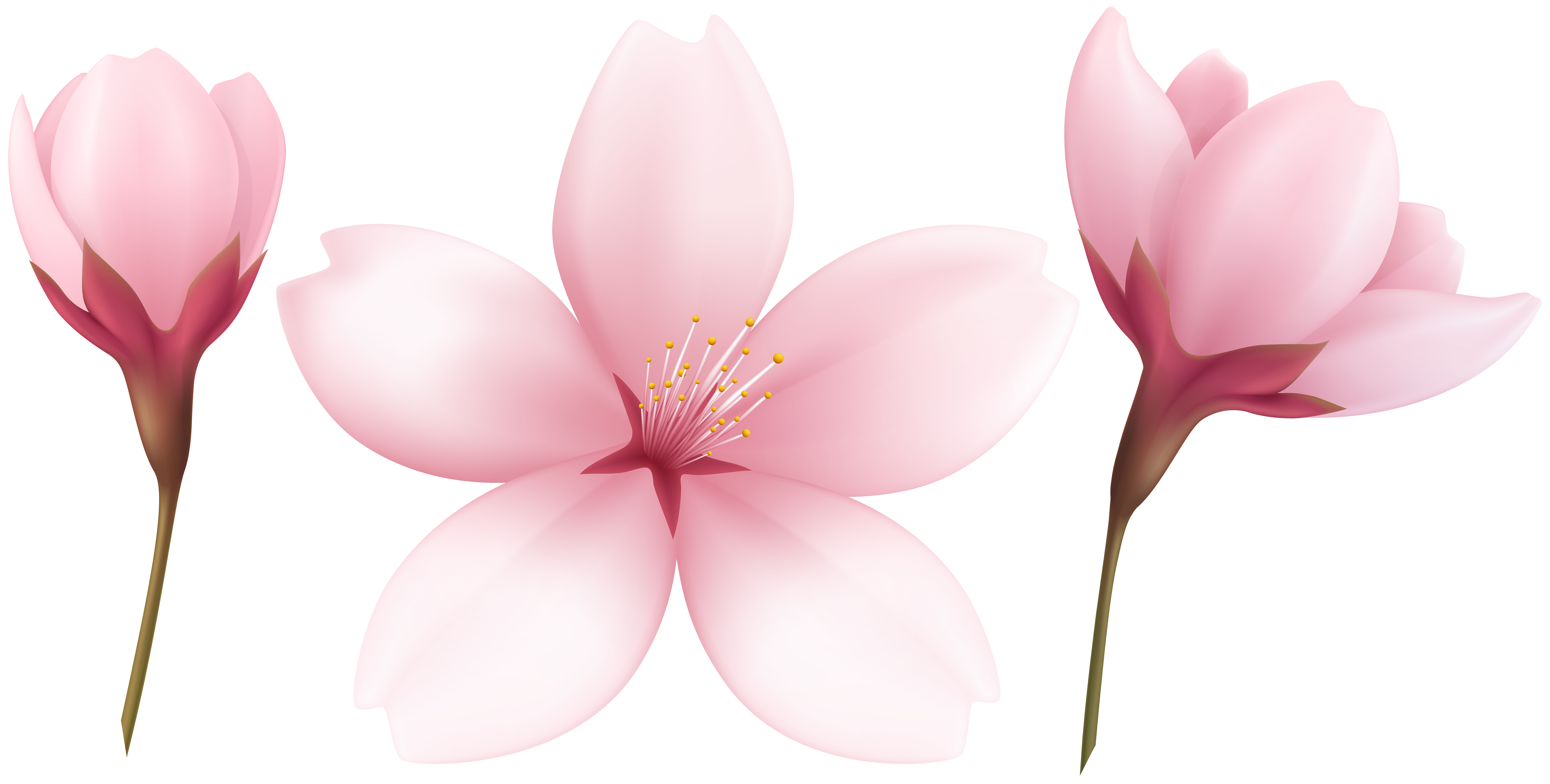 Spring Flowers Background​  Gallery Yopriceville - High-Quality Free Images  and Transparent PNG Clipart