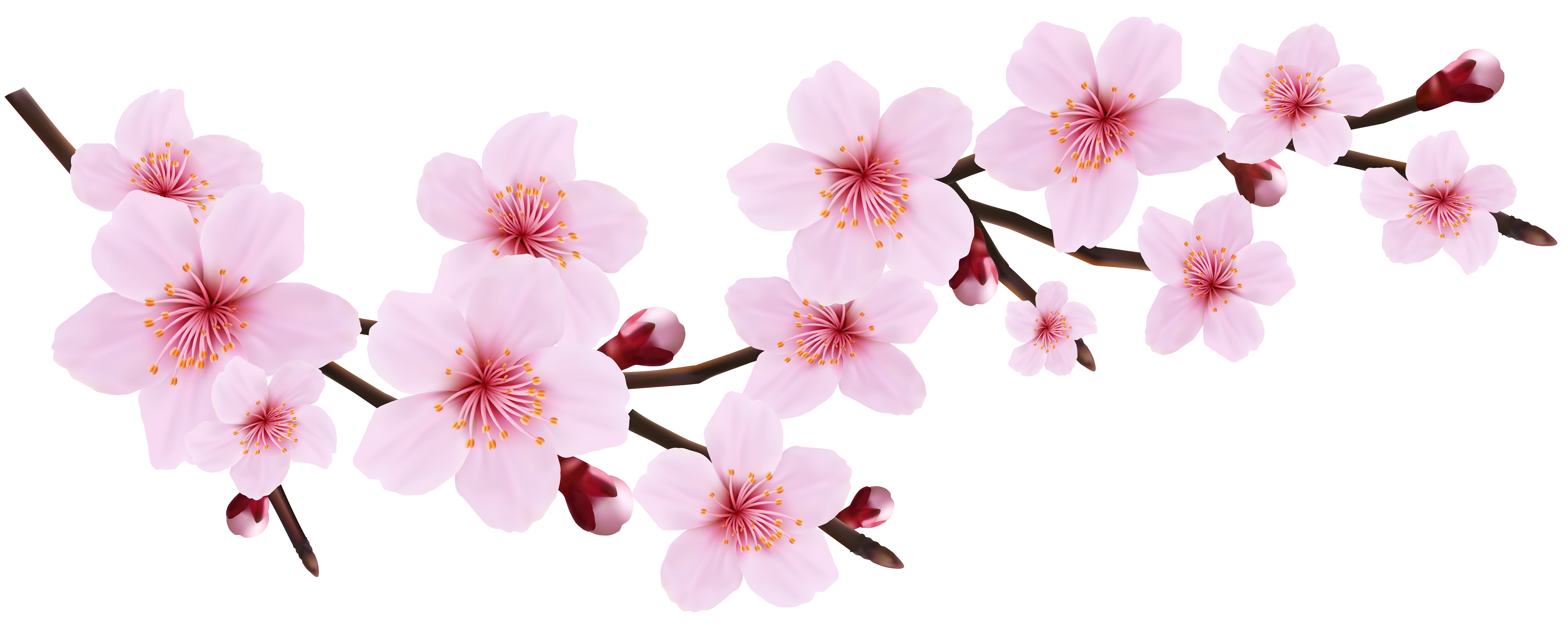 Blossom Spring Pink Twig Transparent PNG Clip Art Image | Gallery