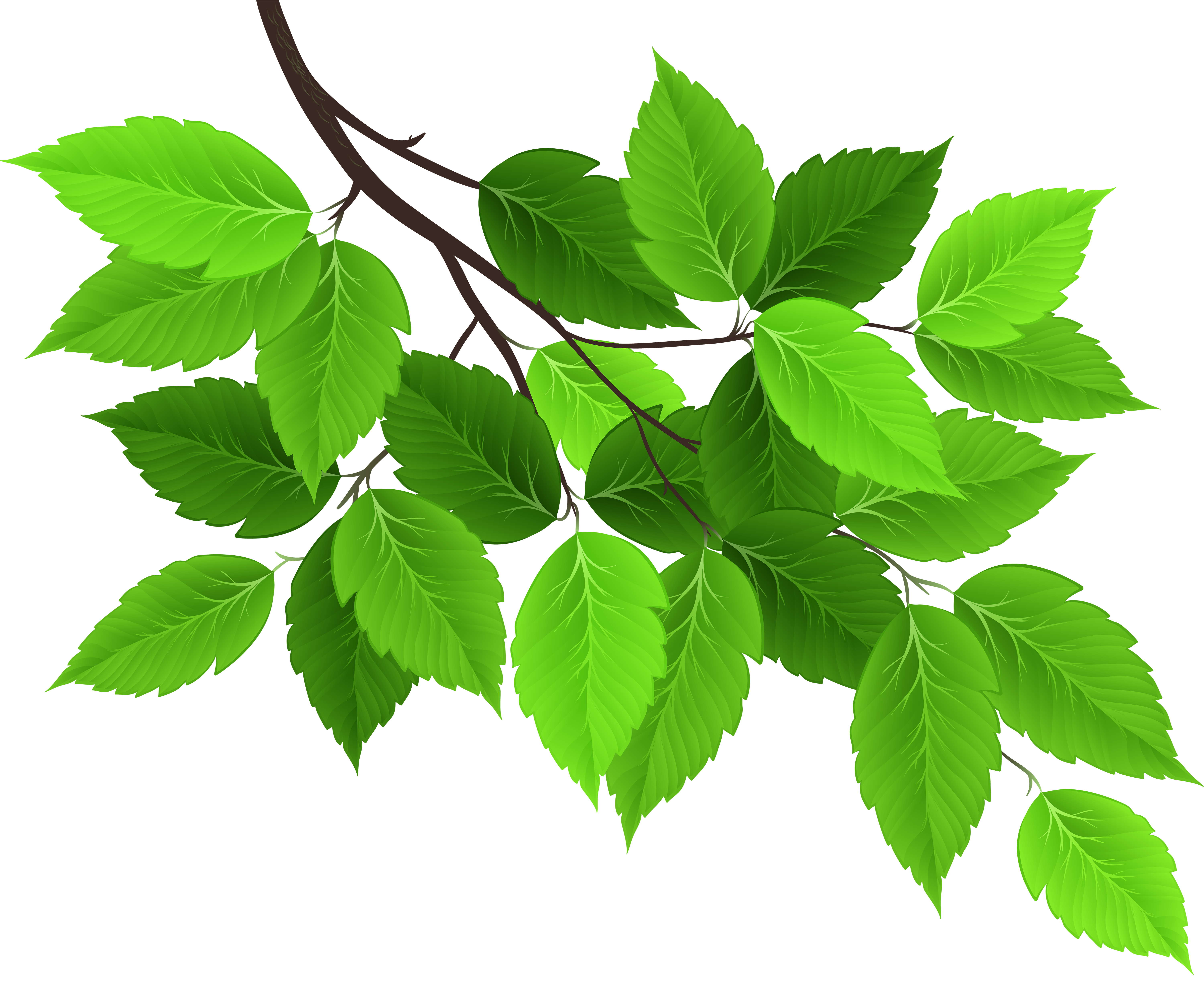 Branch with Green Leaves PNG Clip Art Image | Gallery ...
