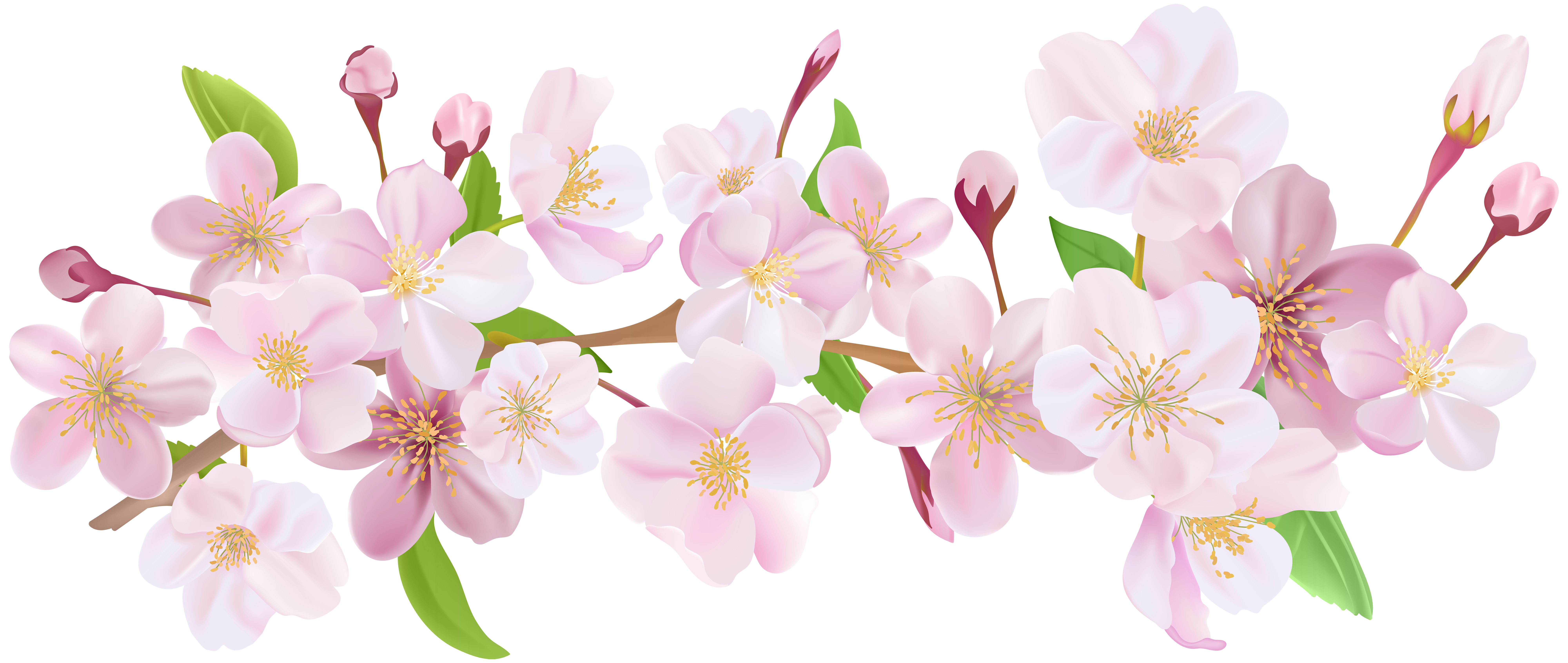 cherry blossom branch clip art