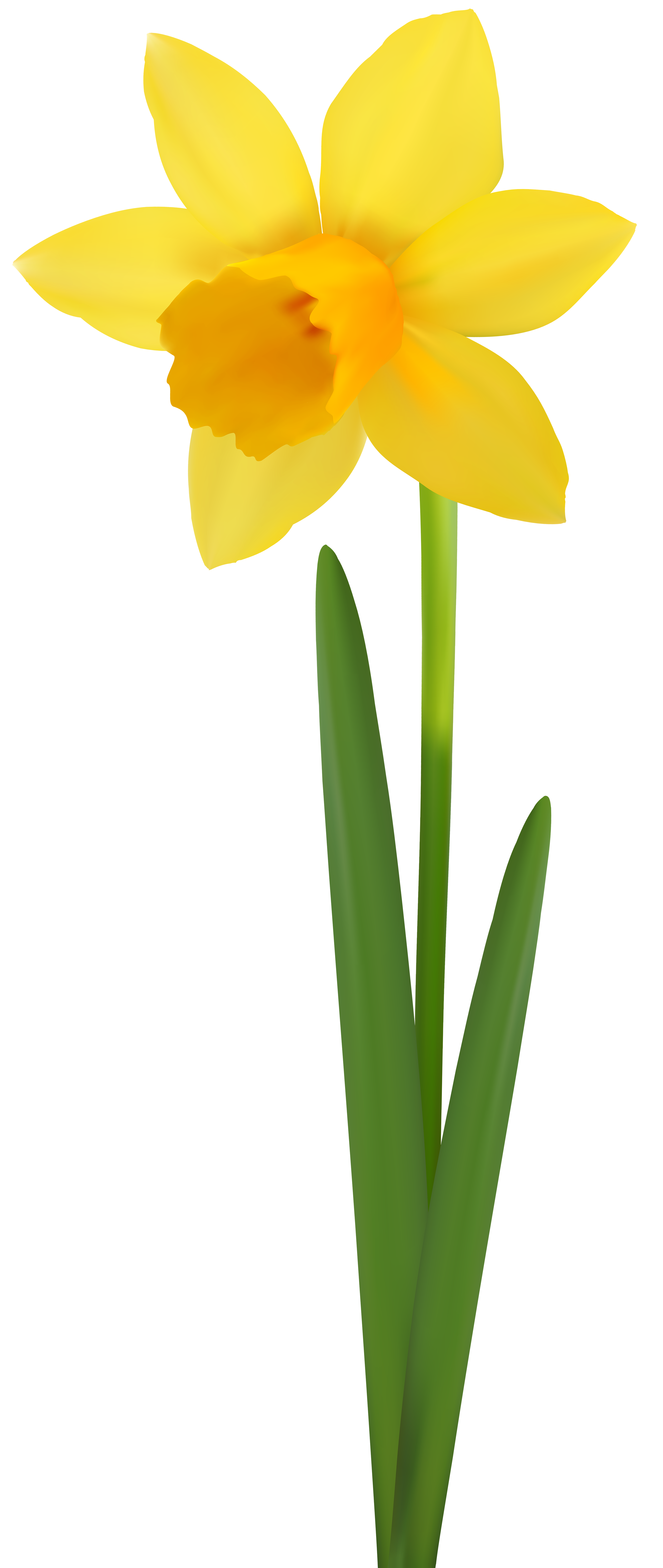 Daffodil Flower Transparent Image | Gallery Yopriceville - High-Quality ...