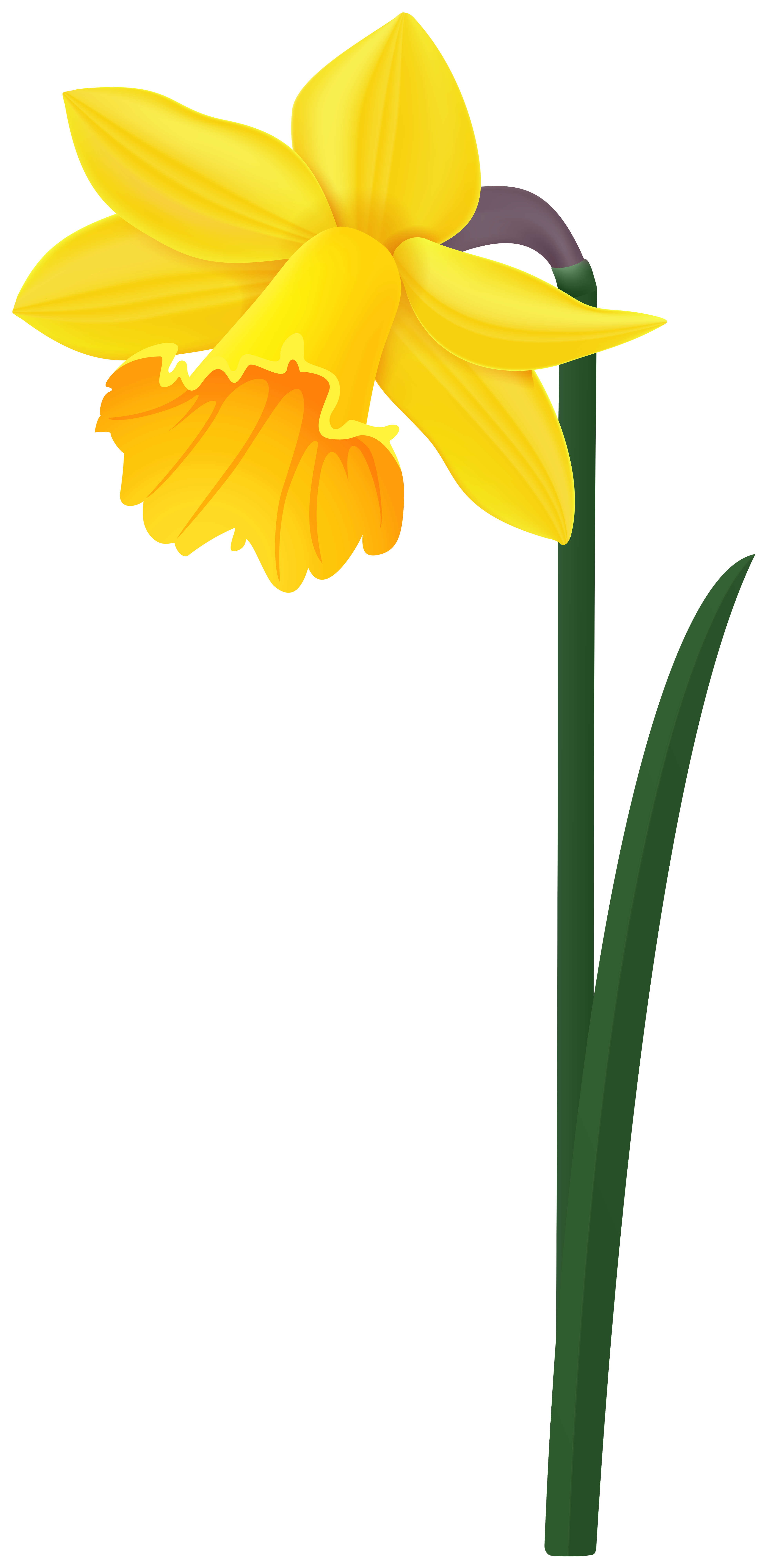 Daffodil Yellow Flower PNG Image | Gallery Yopriceville - High-Quality ...