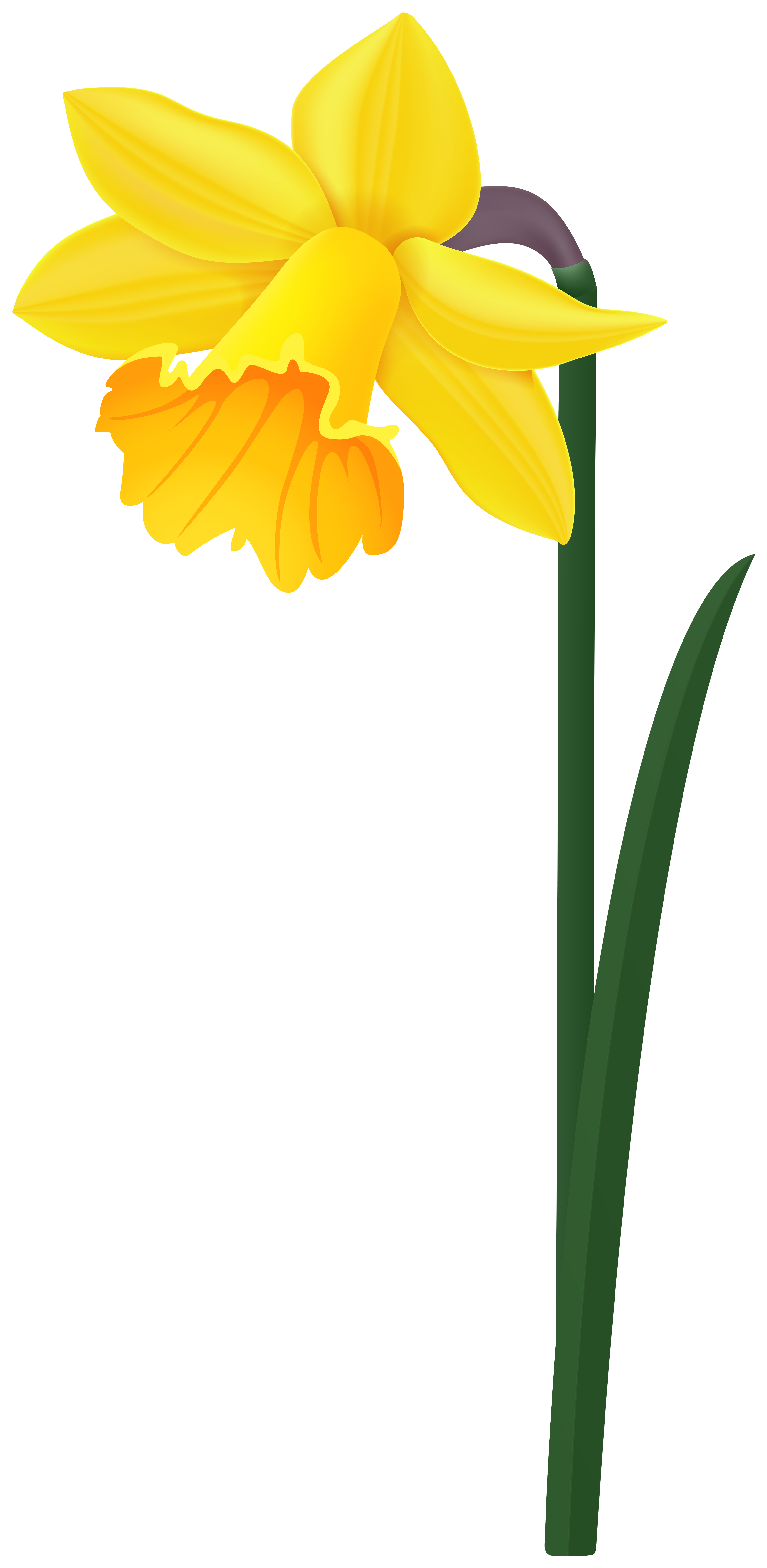 daffodil clip art no background