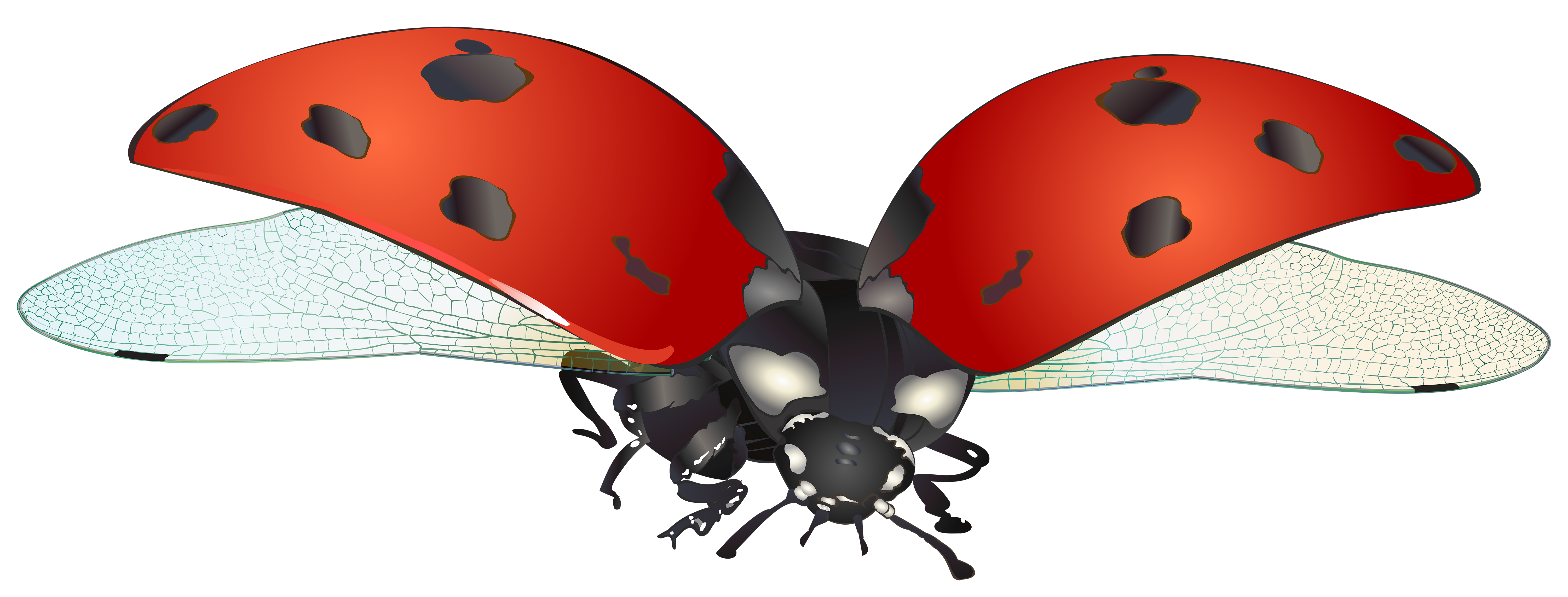 Flying Bug Clip Art   Flying Ladybug PNG Clip Art Image 