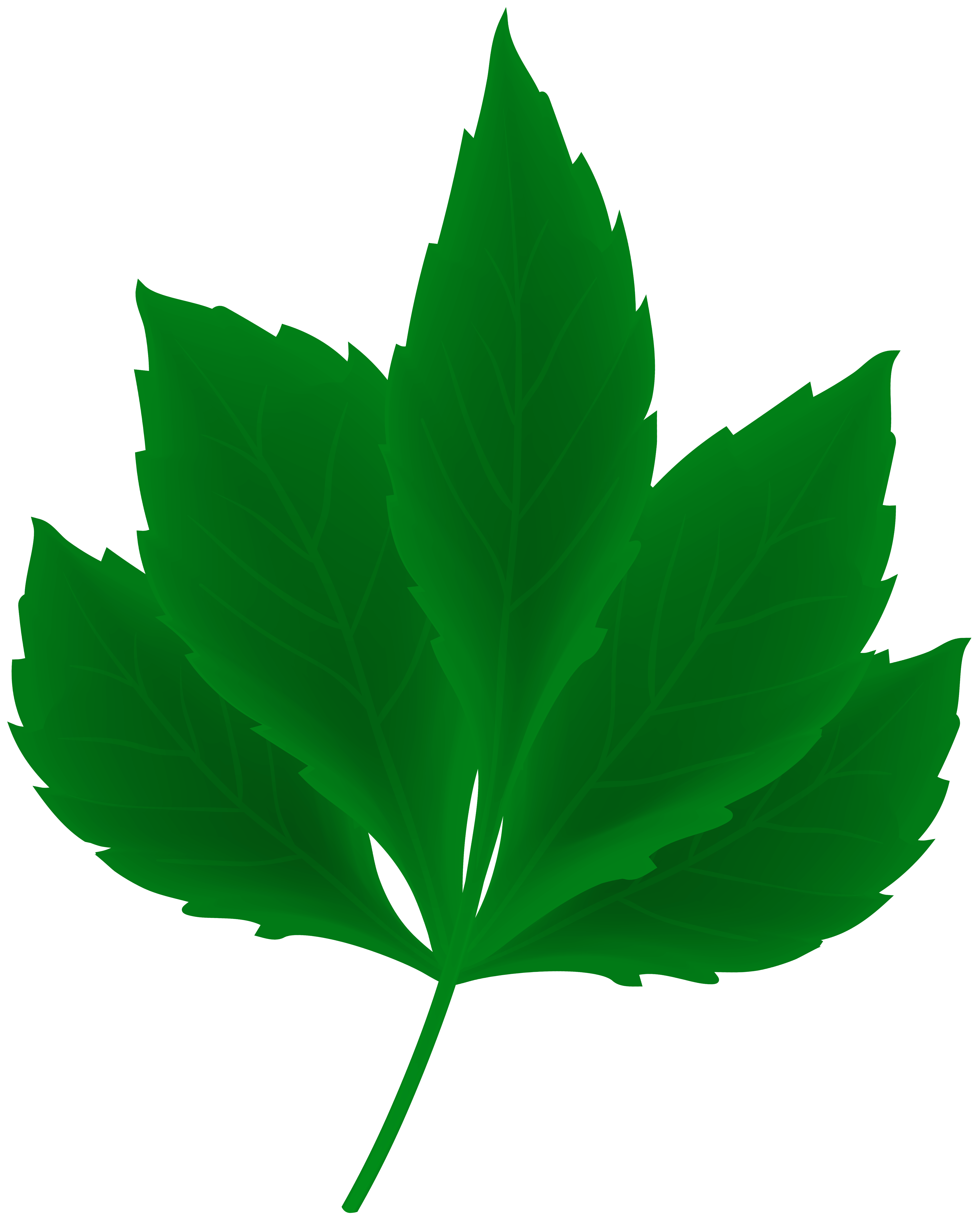 Green Leaf Transparent Clipart​