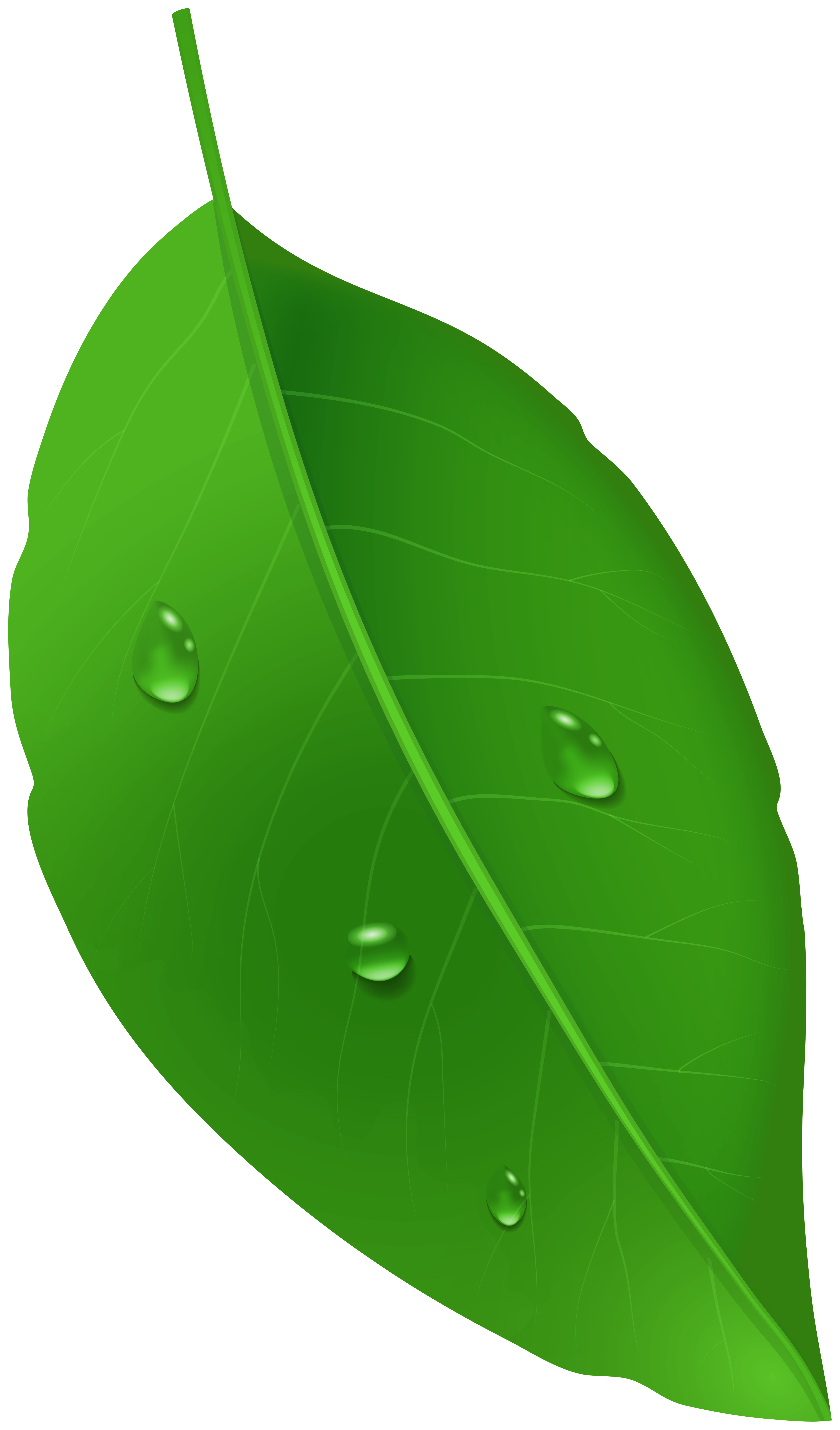 Green Leaf with Dew Drops PNG Clipart | Gallery Yopriceville - High