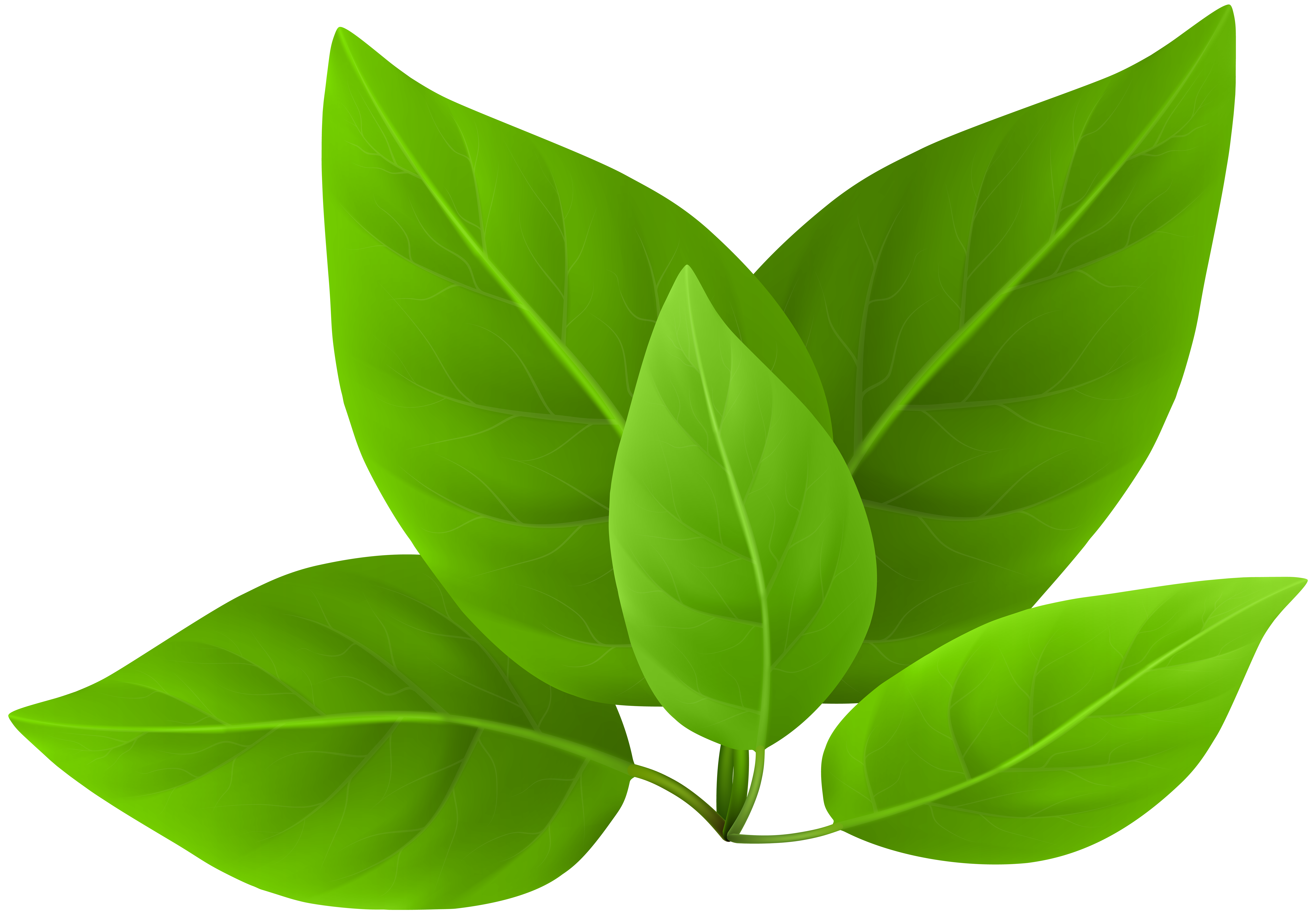Green Leaves PNG Clip Art | Gallery Yopriceville - High-Quality Free