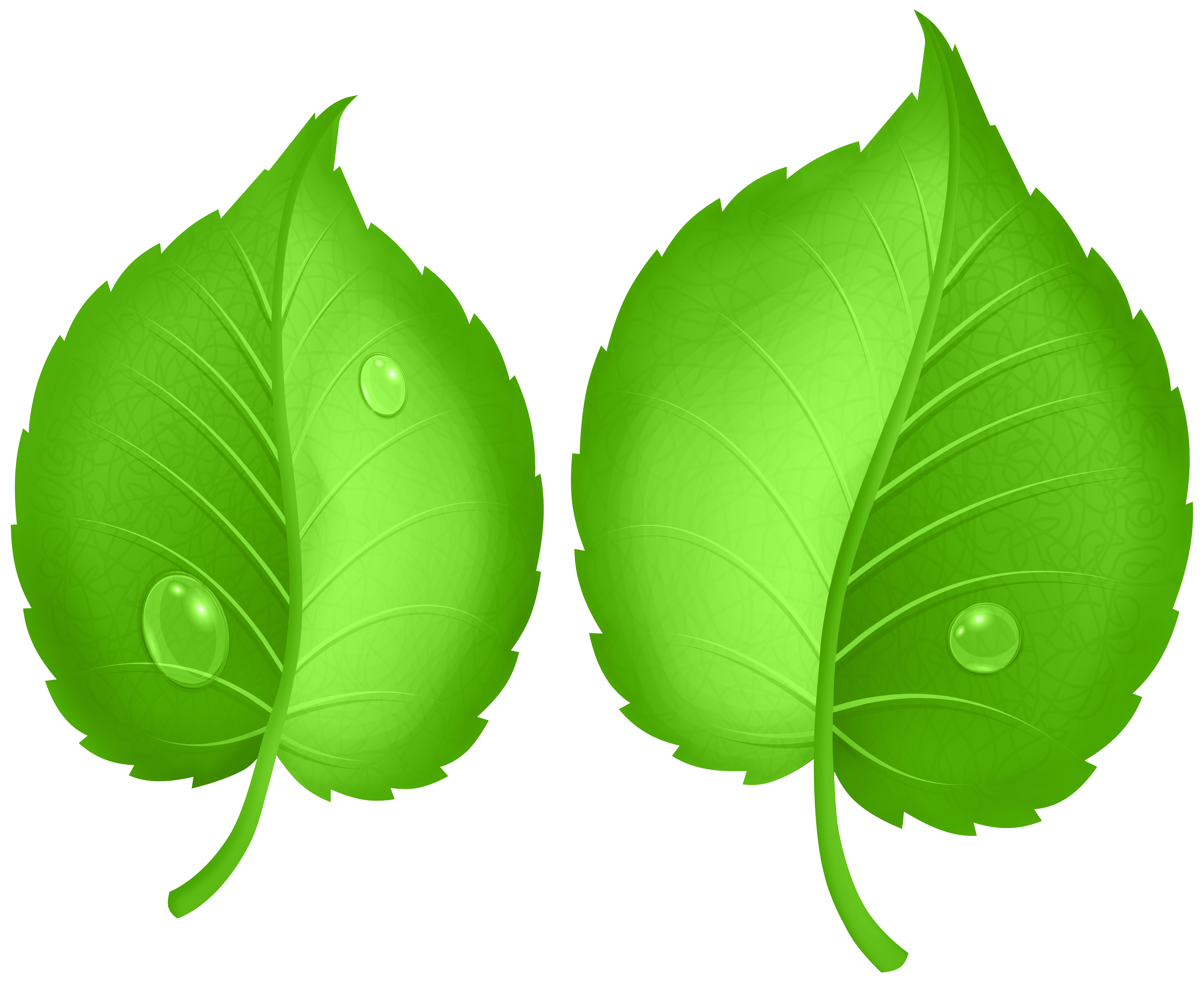 Green Leaf PNG Clipart​  Gallery Yopriceville - High-Quality Free Images  and Transparent PNG Clipart