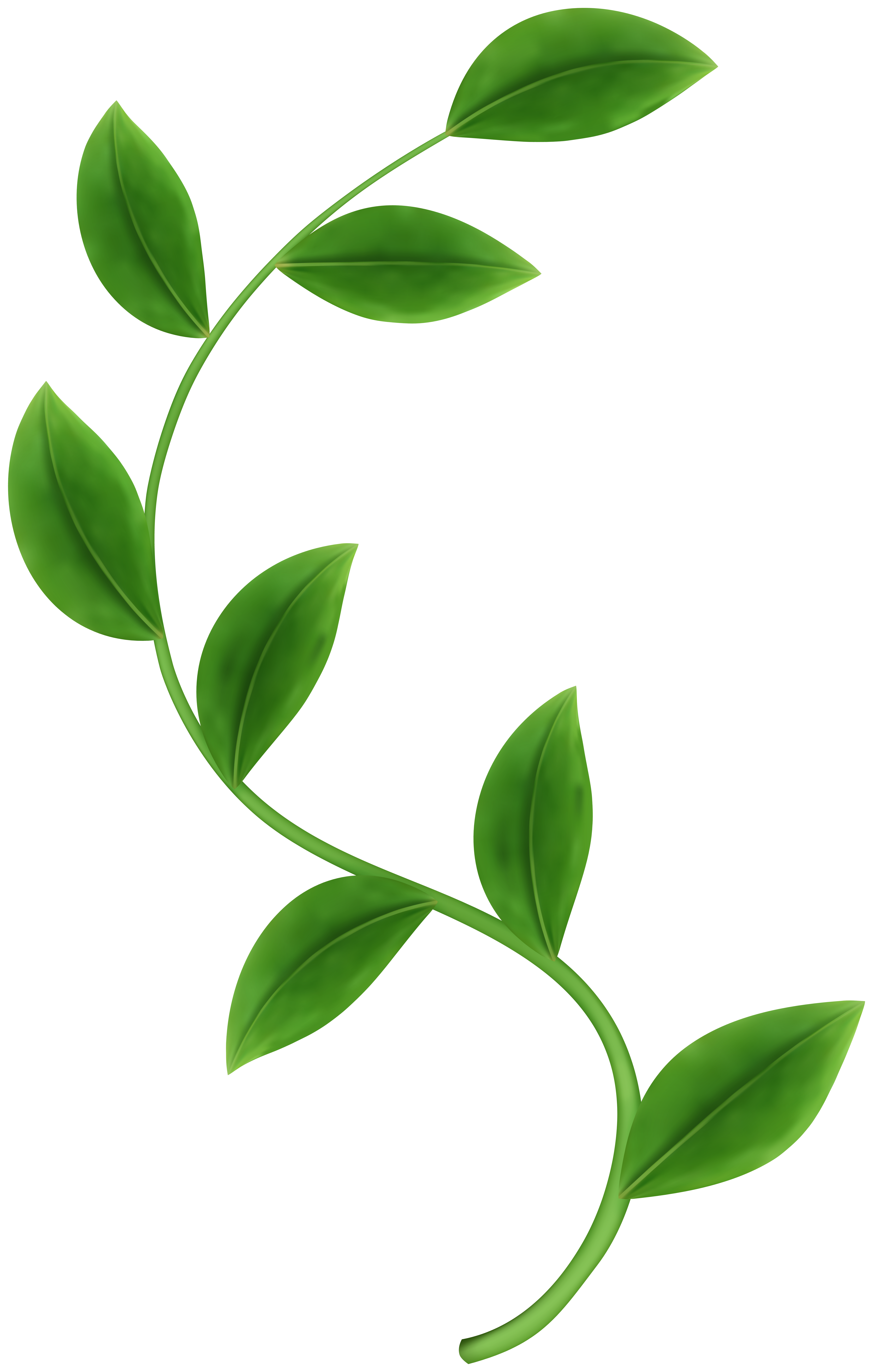 Green Leaves On Stem PNG Clipart Gallery Yopriceville High Quality green-leaves-on-stem-png-clipart-gallery-yopriceville-high-quality
