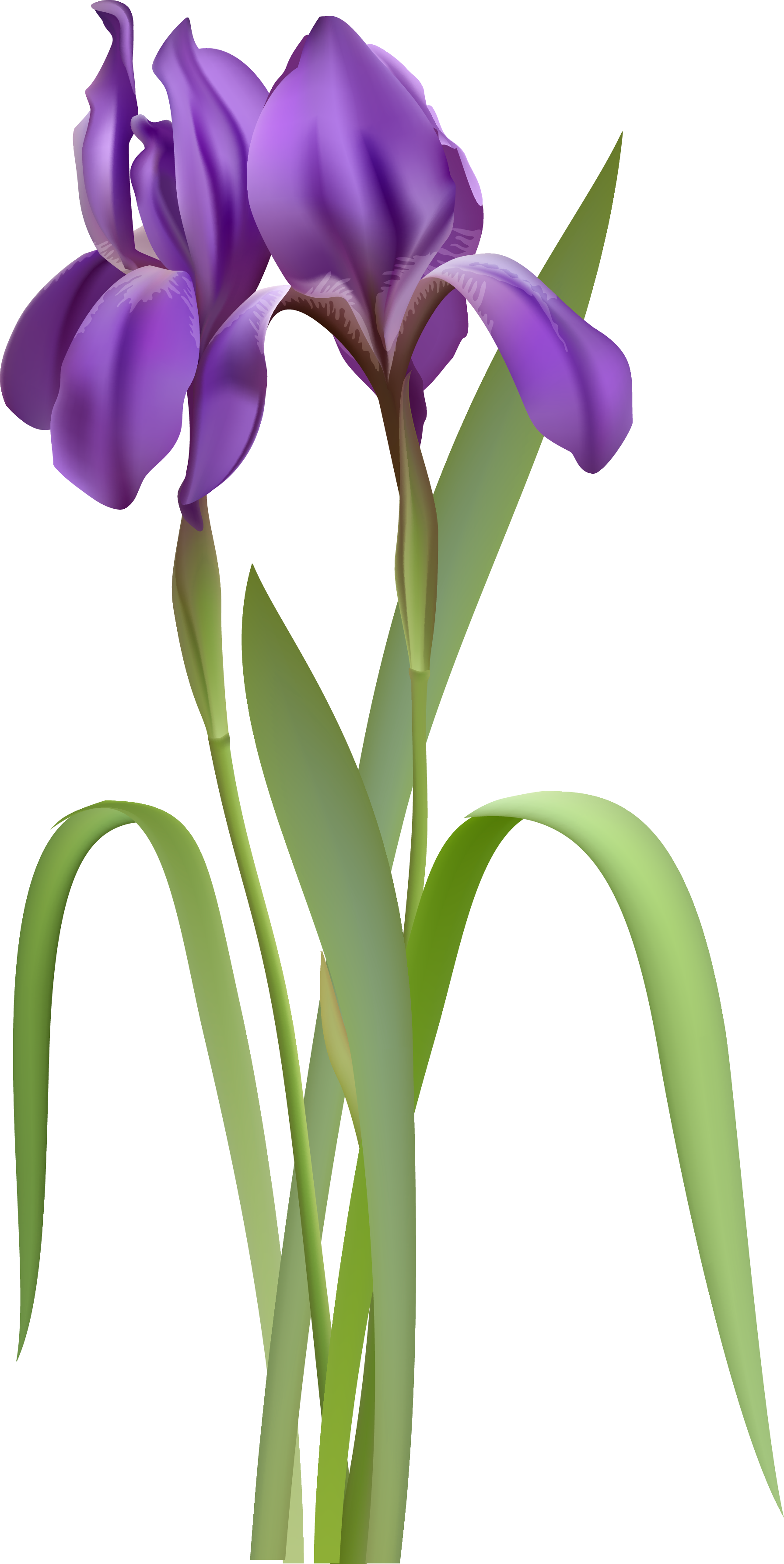 Iris Spring Flower PNG Clipart | Gallery Yopriceville ...