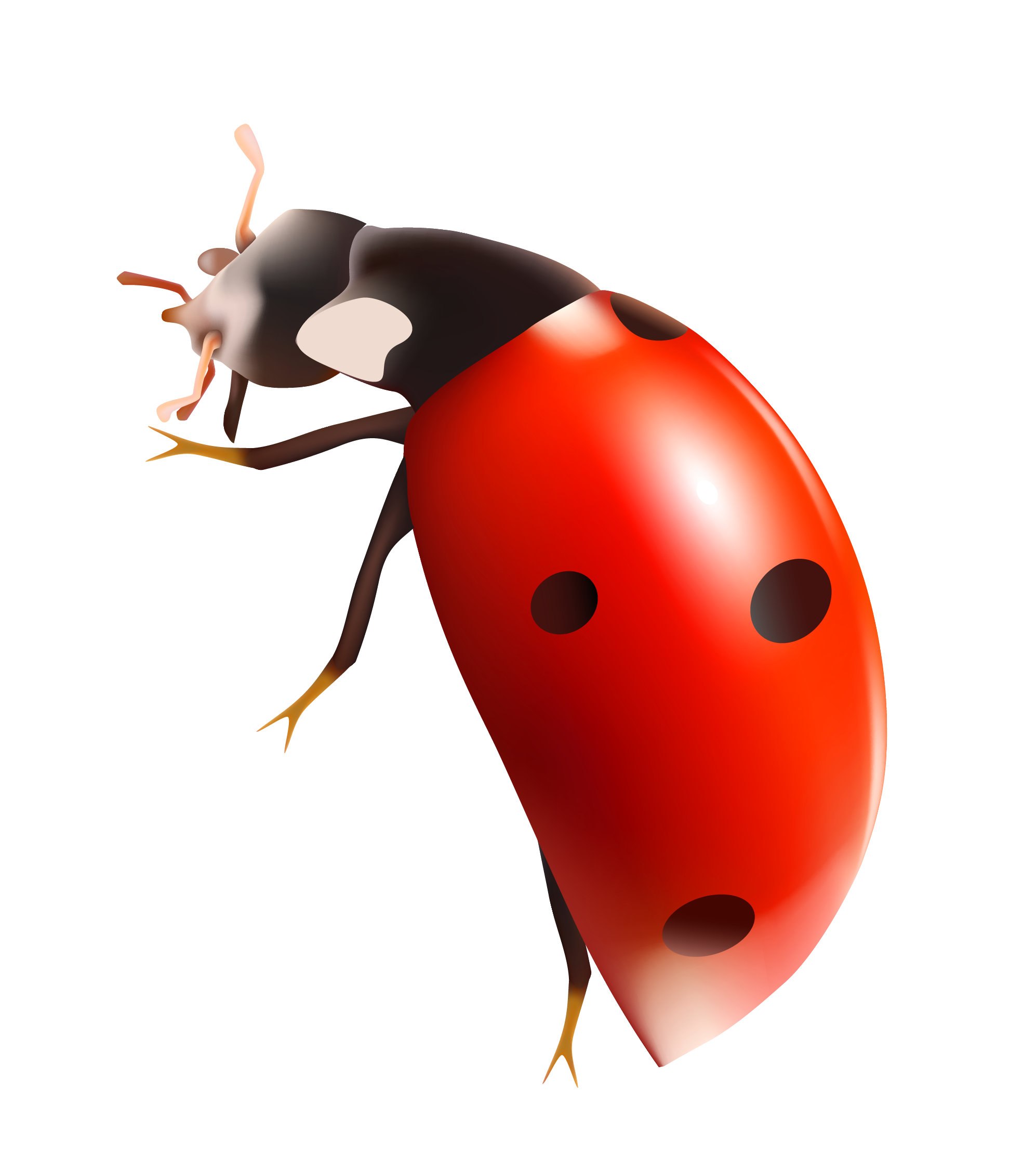 Ladybug PNG Clip Art​  Gallery Yopriceville - High-Quality Free Images and  Transparent PNG Clipart