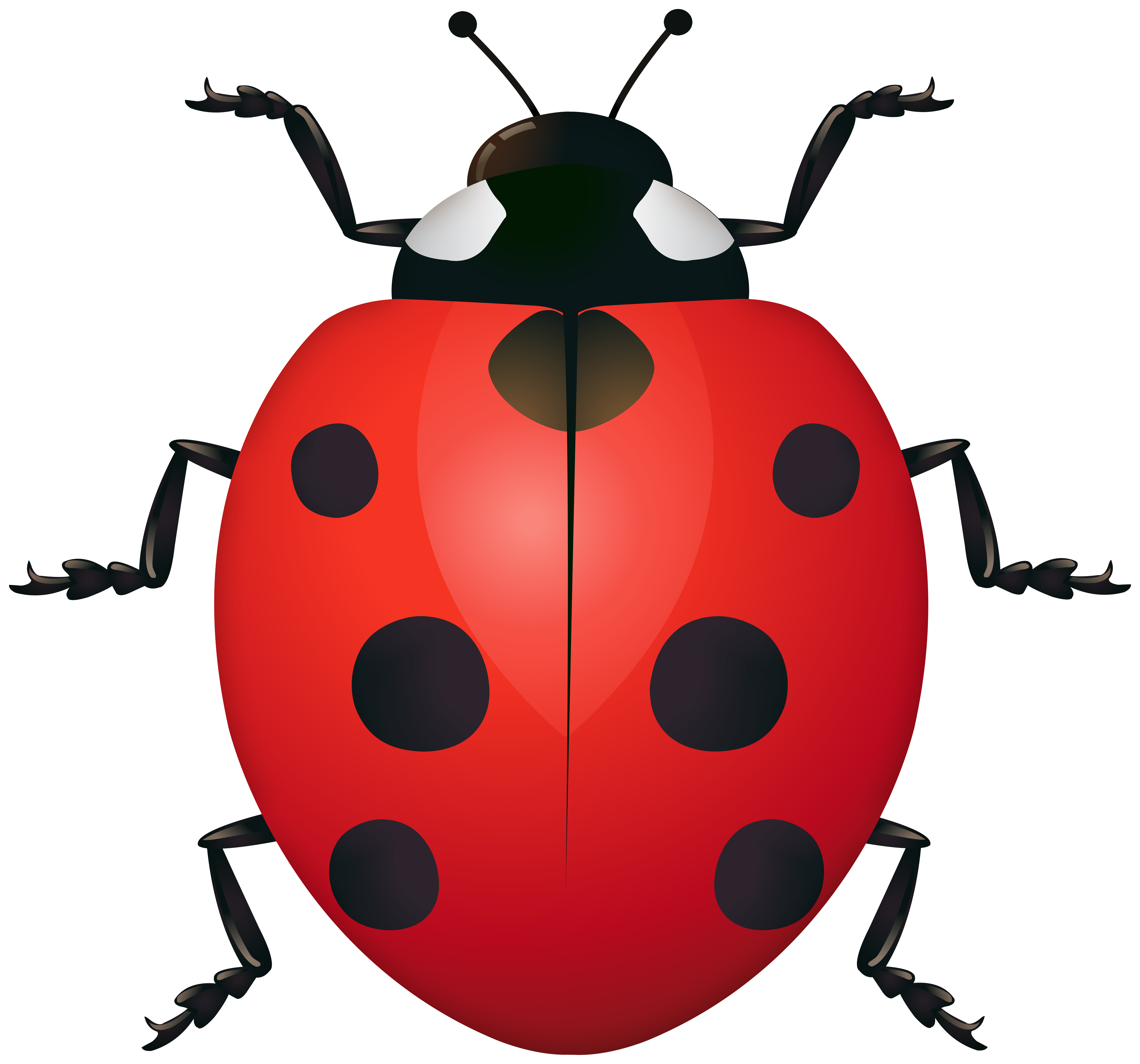 Ladybug PNG, Free Download Ladybug Clipart Images - Free
