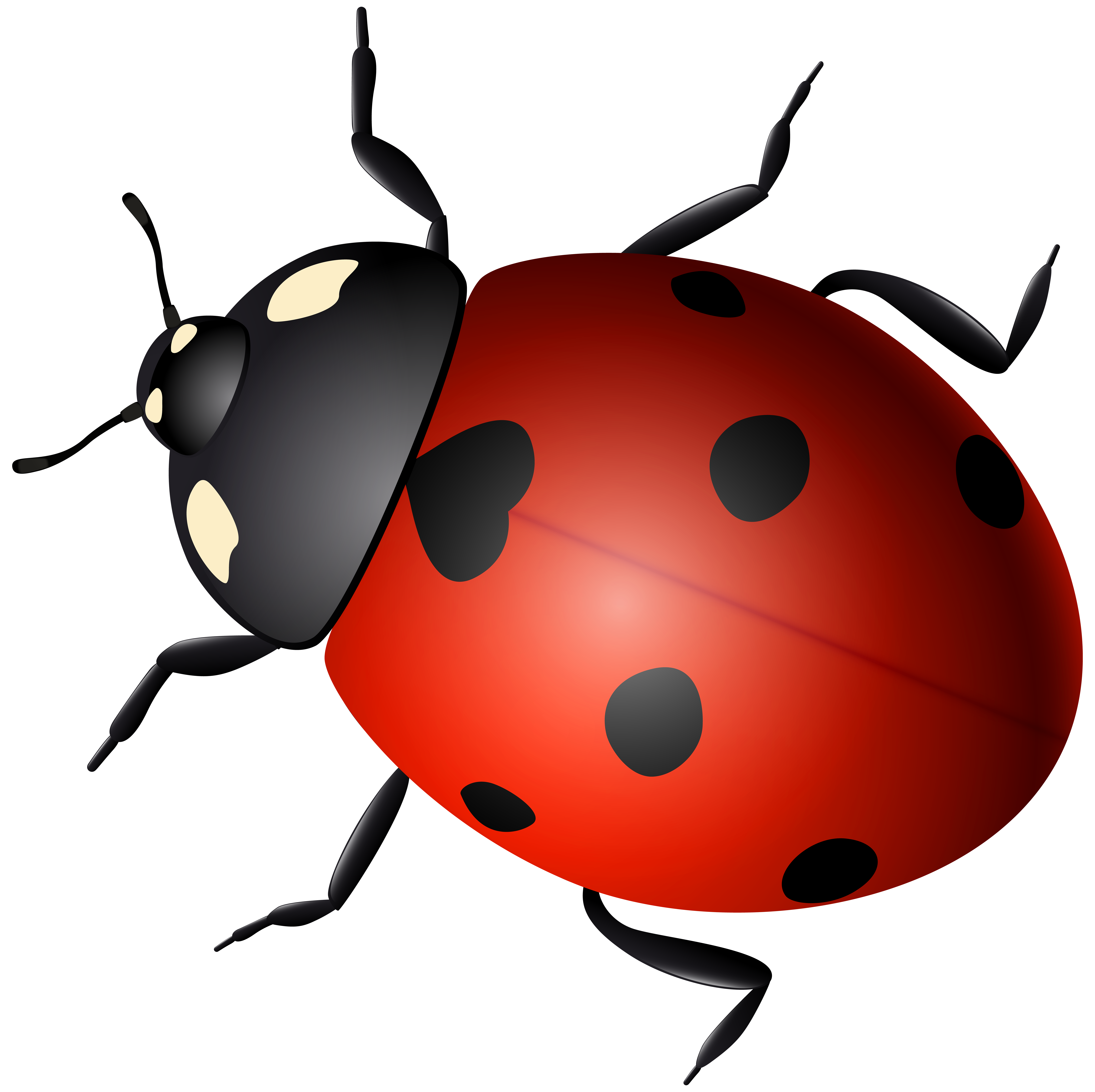 Ladybug Decorative Transparent Image​