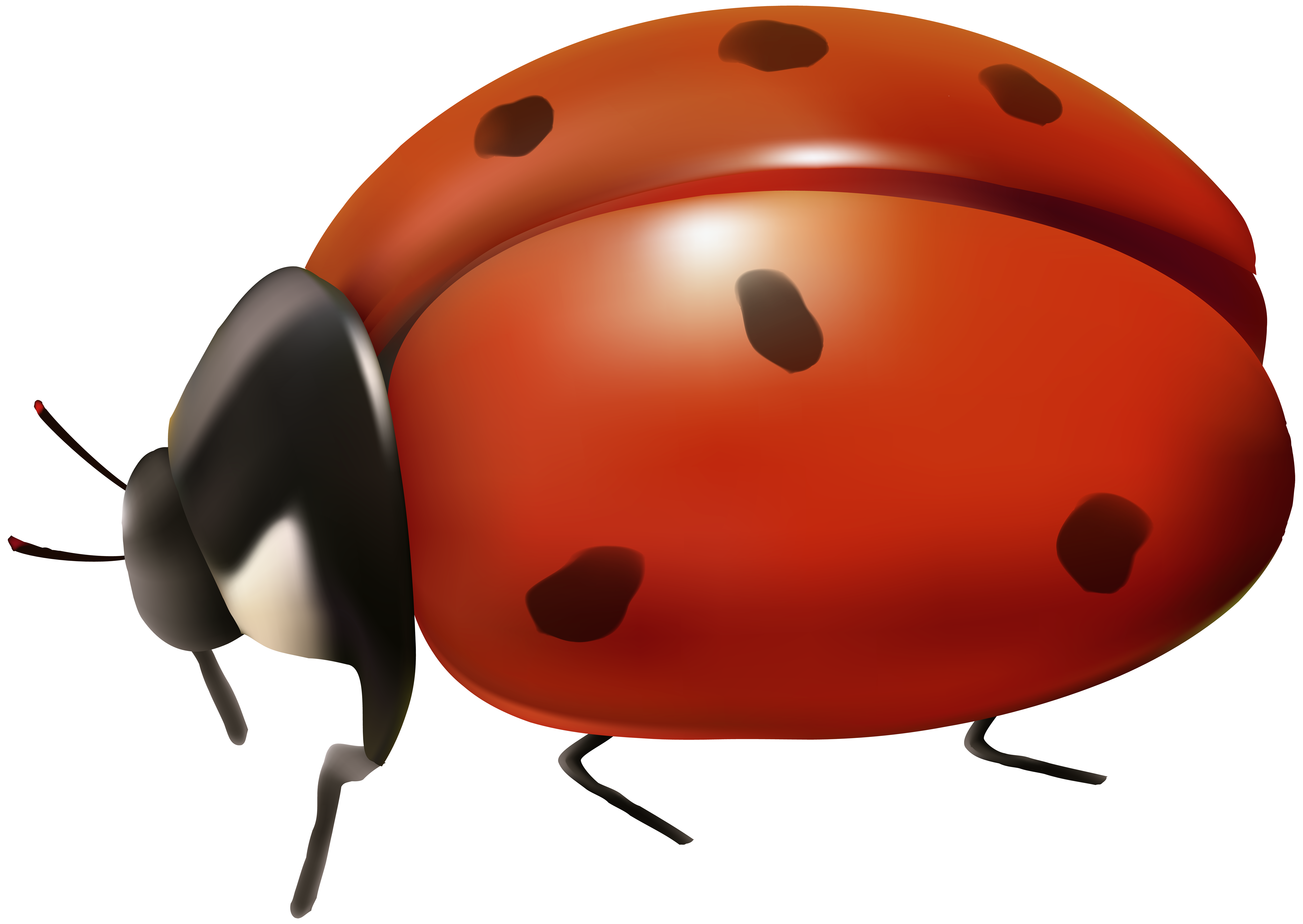 Ladybug Transparent Clip Art Gallery Yopriceville High Quality Images And Transparent Png Free Clipart